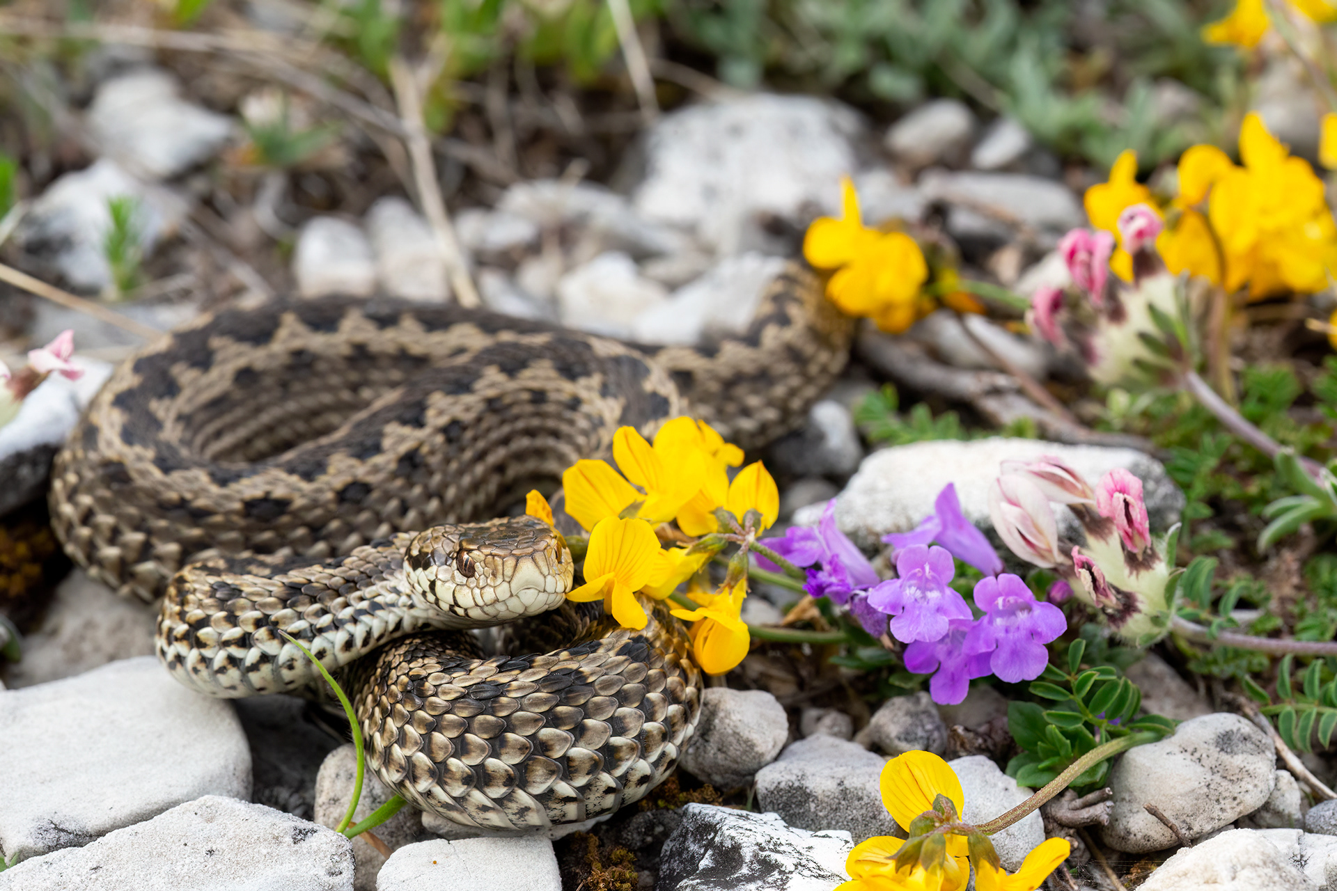 Vipera di Orsini (Vipera Ursinii)