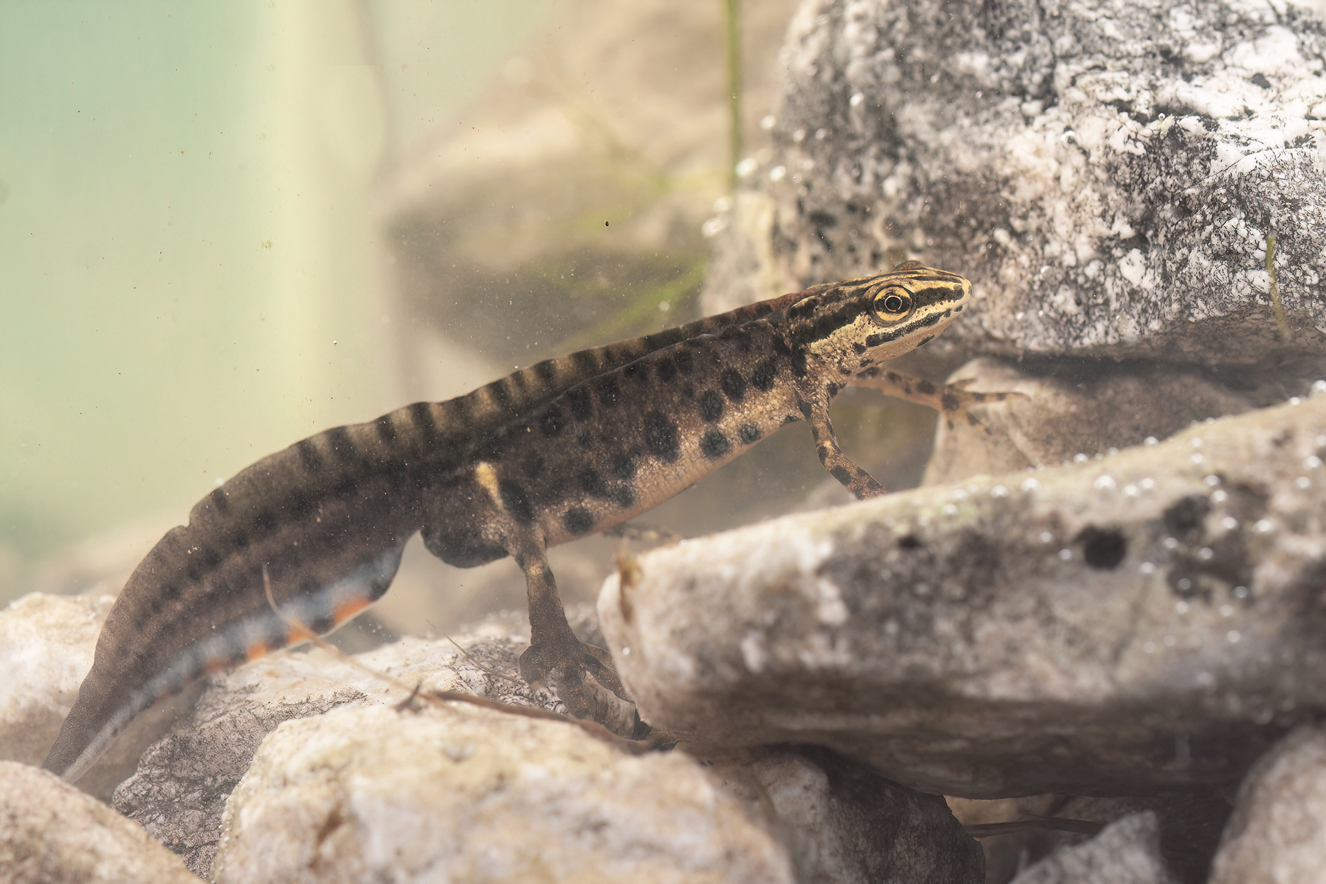 Tritone punteggiato (Lissotriton vulgaris)