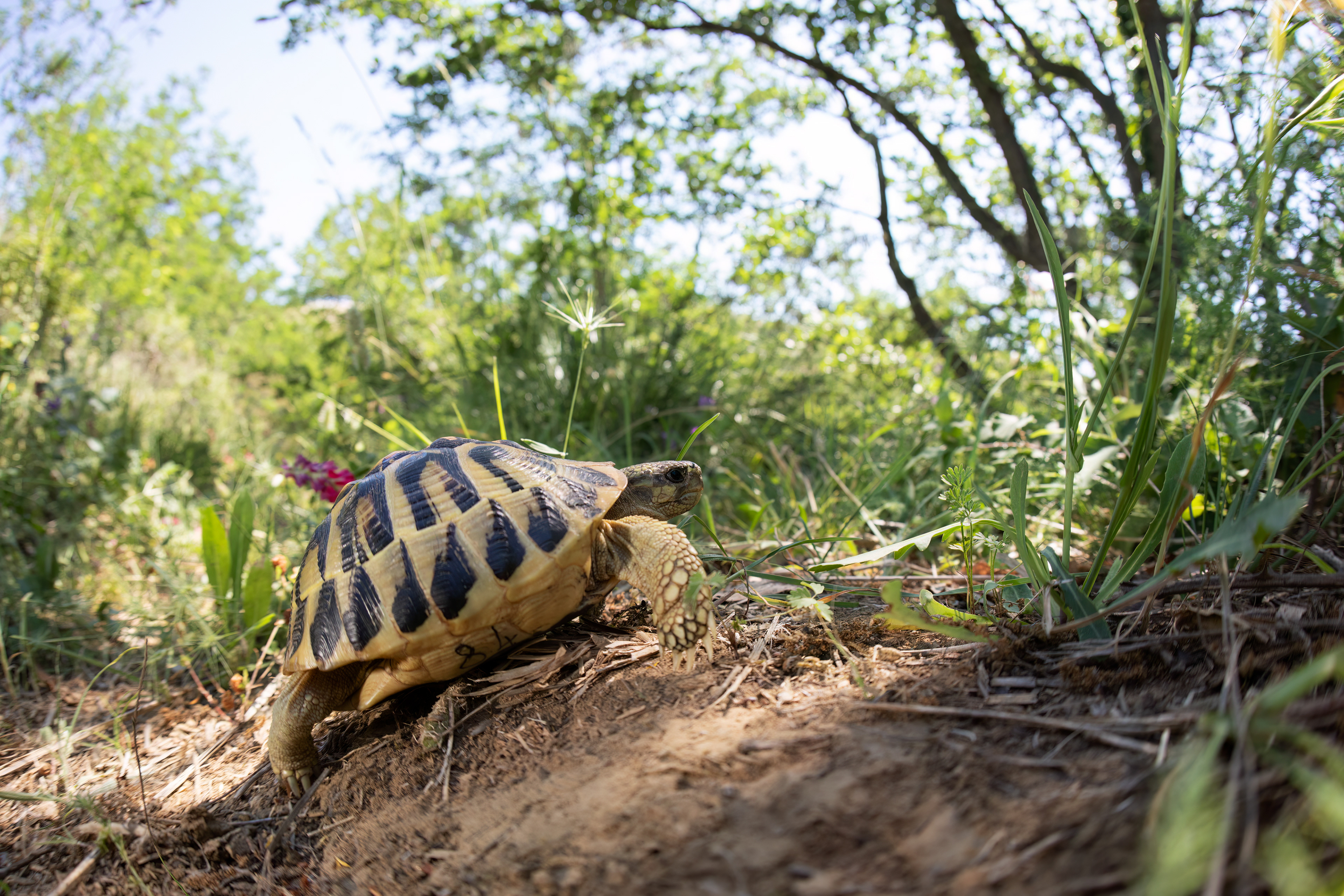 Testuggine di Hermann (Testudo hermanni)