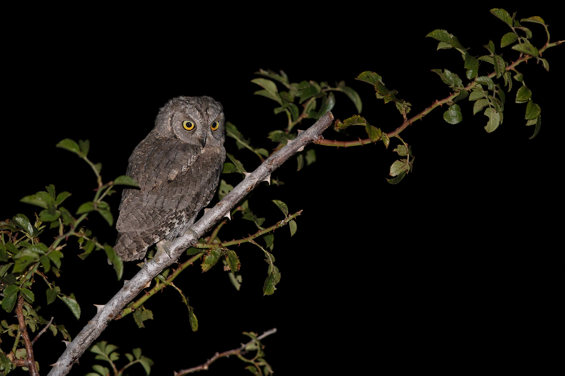 Assiolo - Eurasian scops owl (Otus scops)