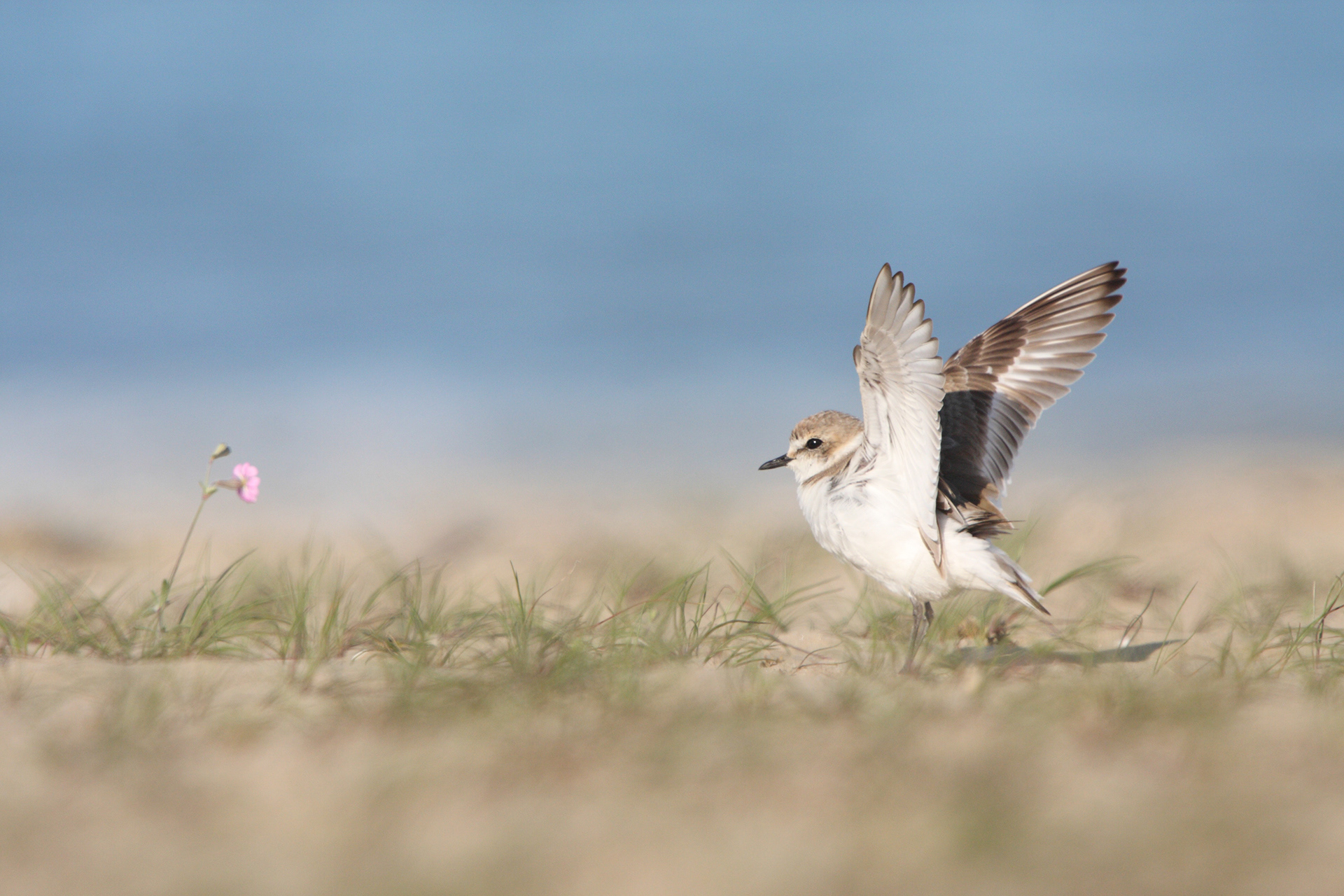 FRATINO - Kentish Plover (Charadrius alexandrinus) - Abruzzo