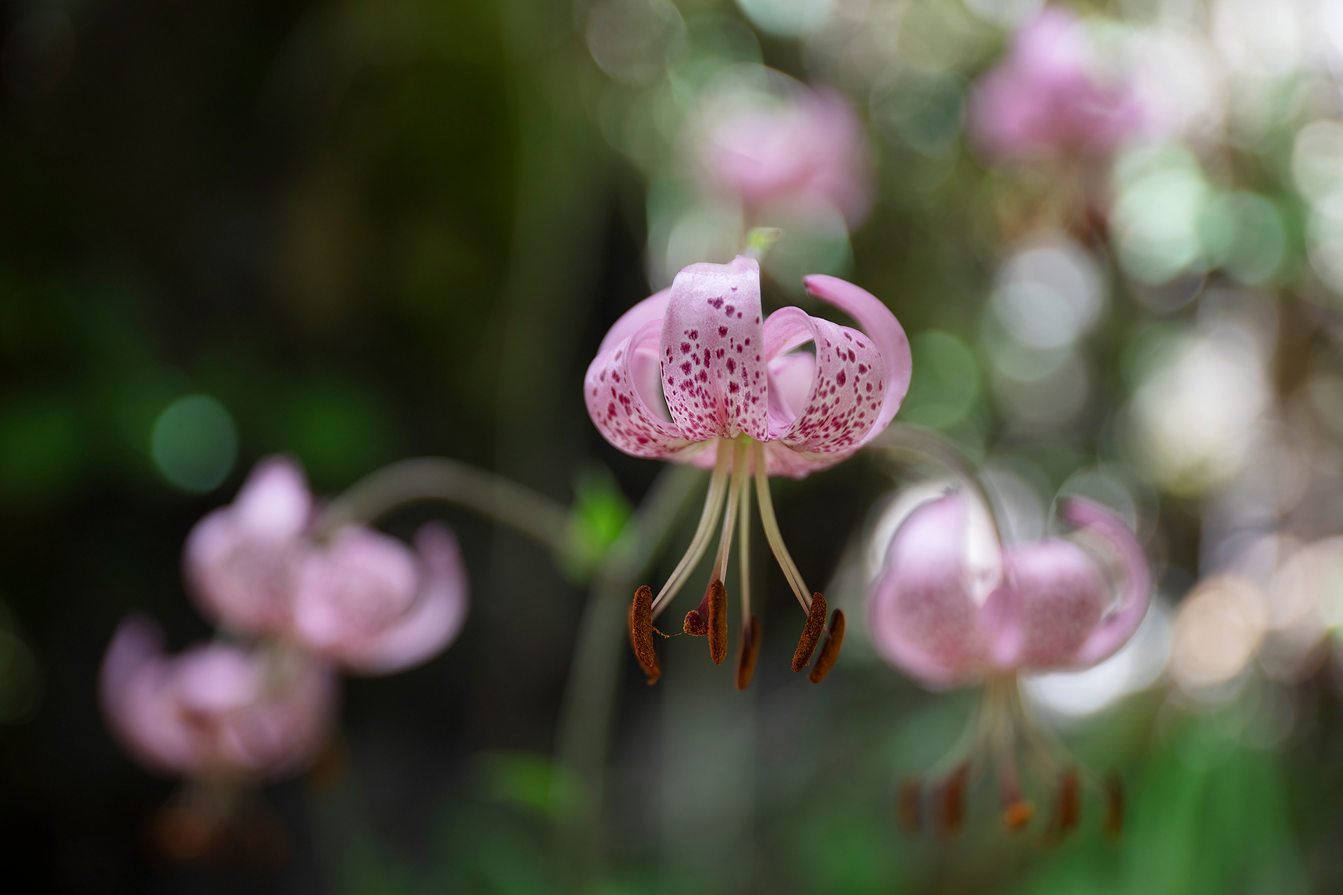 LILIUM MARTAGON - Giglio martagone 