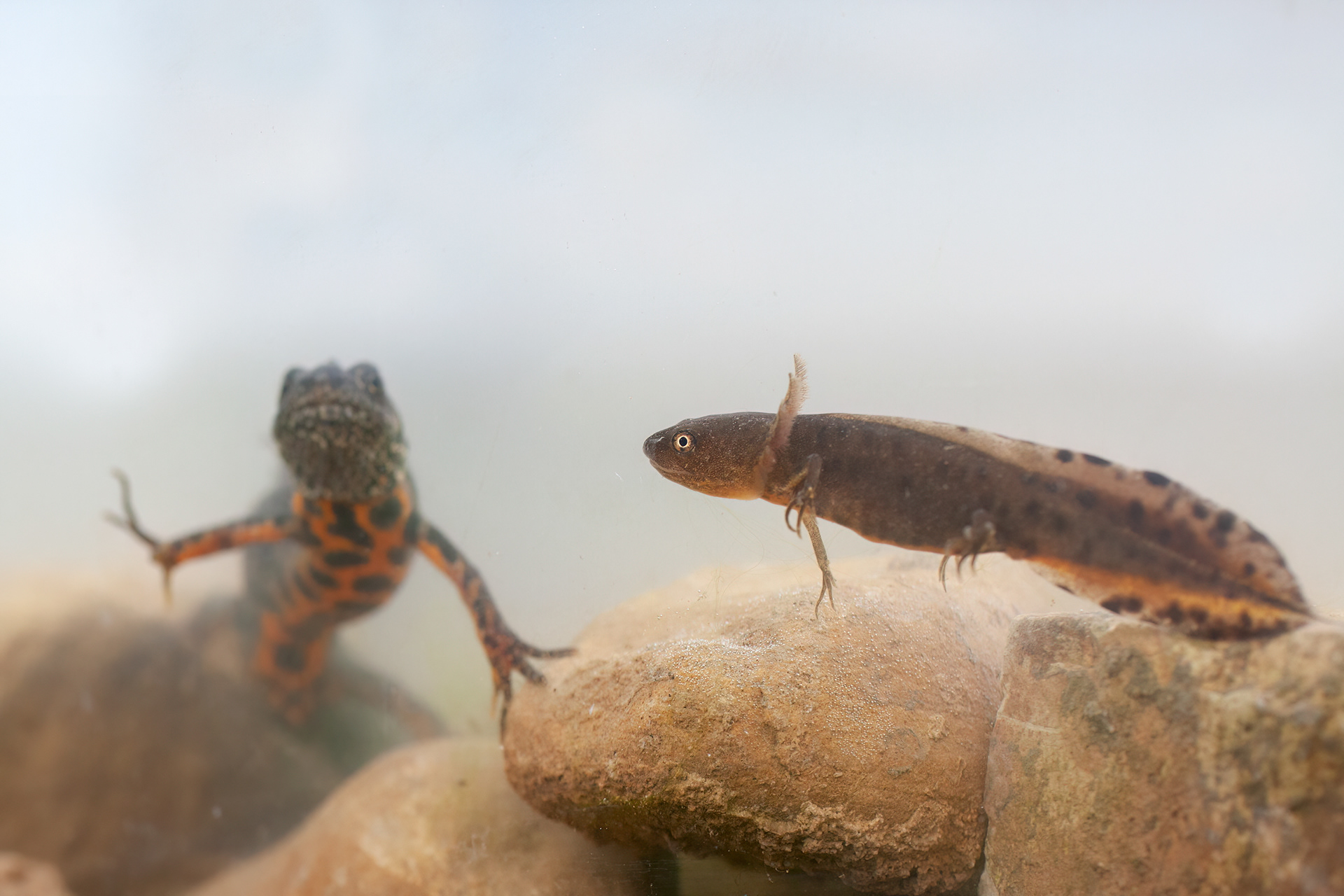 Tritone crestato (Triturus cristatus)