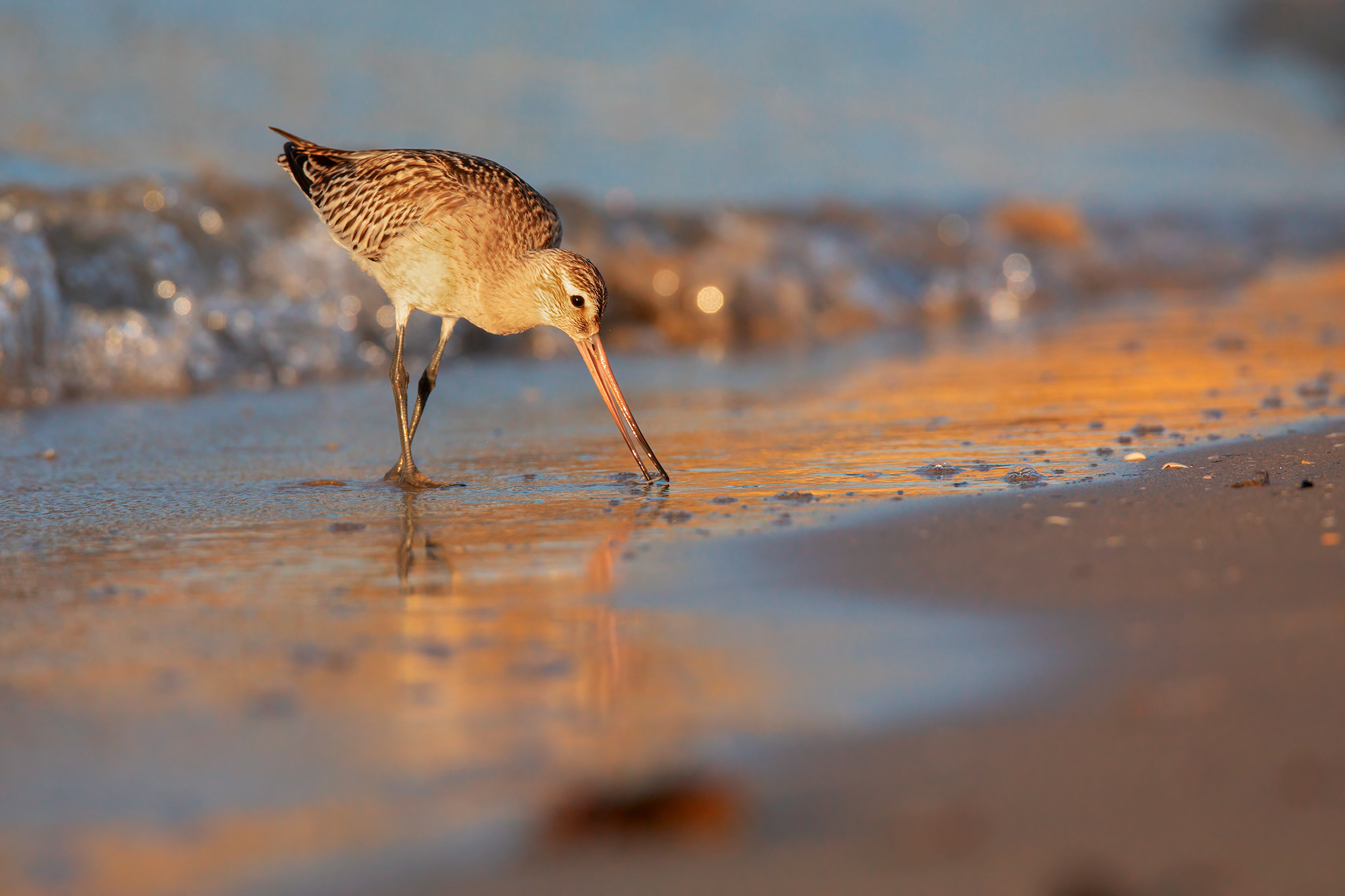 PITTIMA MINORE - Bar-tailed Godwit (Limosa lapponica) - Abruzzo