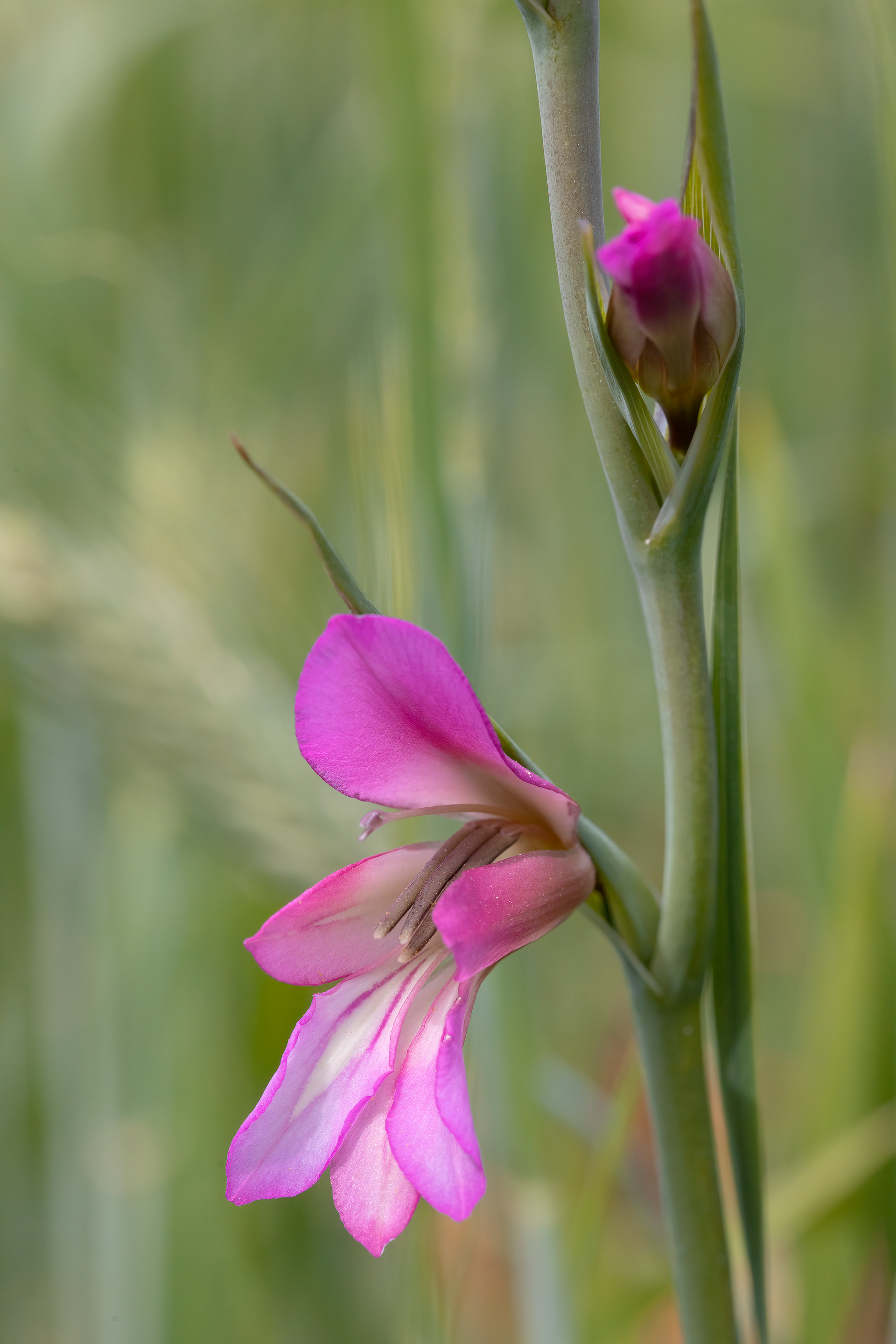 GLADIOLUS ITALICUS - Gladiolo dei campi 
