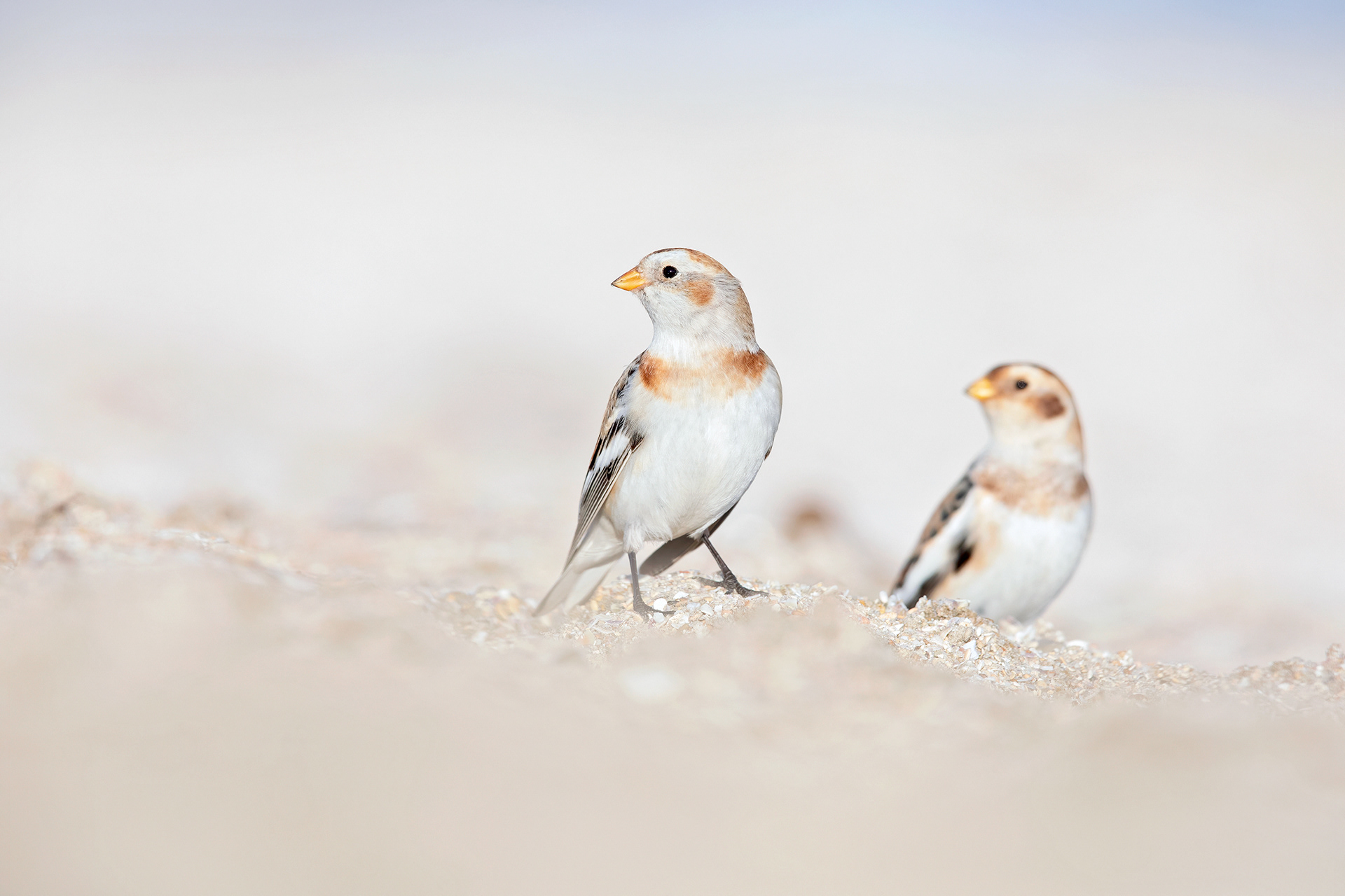 ZIGOLO DELLE NEVI - Snow Buntings (Plectrophenax nivalis) - Marche