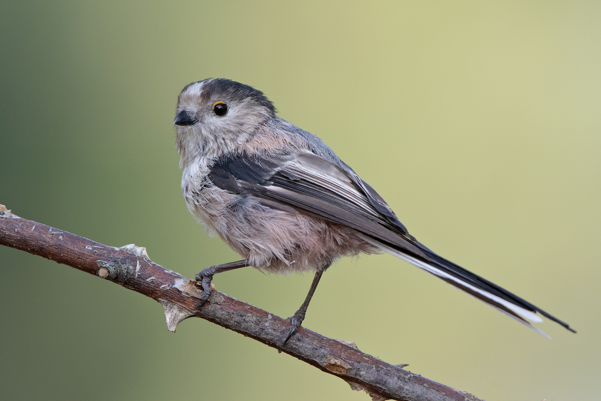 Codibugnolo - Long-Tailed Tit (Aegithalos caudatus) - Parco Gran Sasso