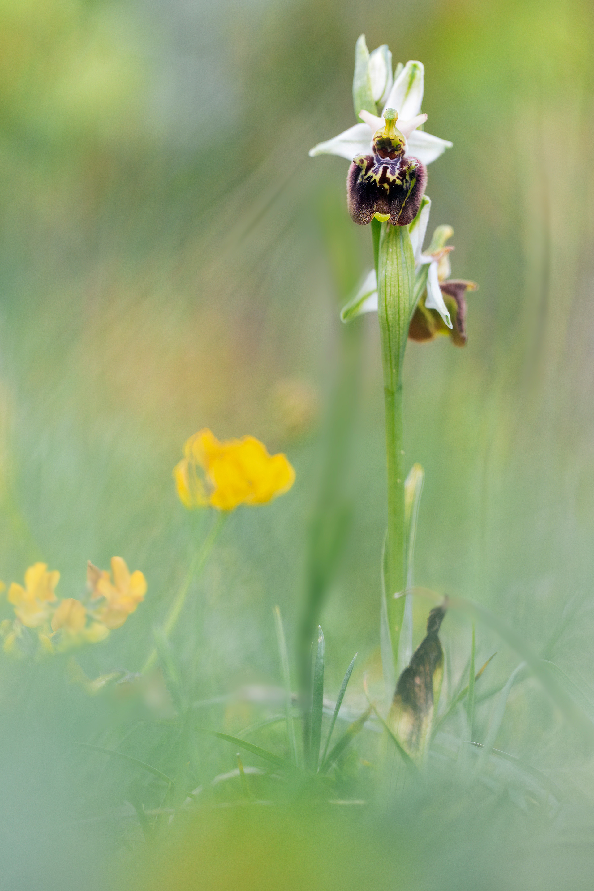 OPHRYS HOLOSERICEA