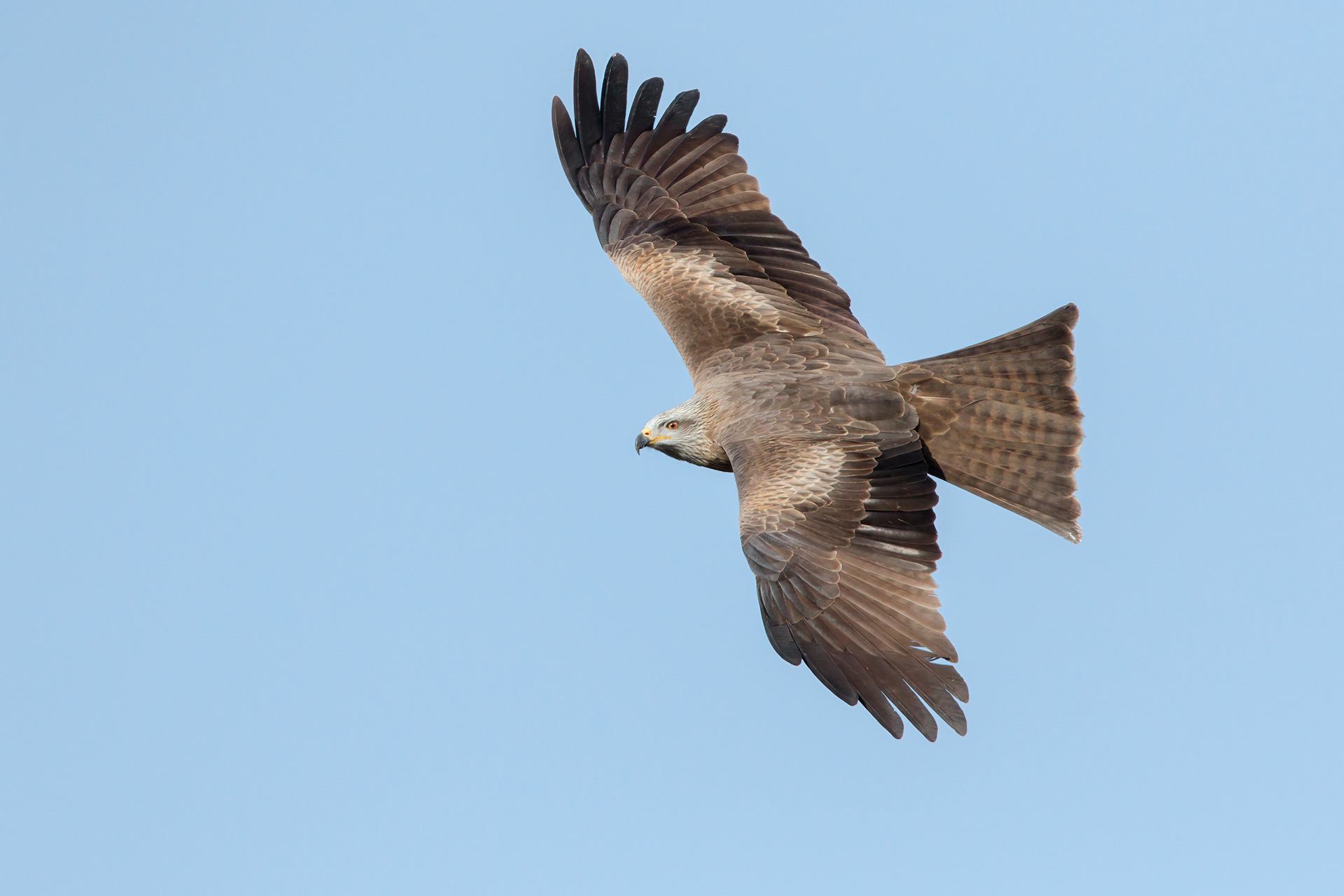 Nibbio bruno - Black kite (Milvus migrans)