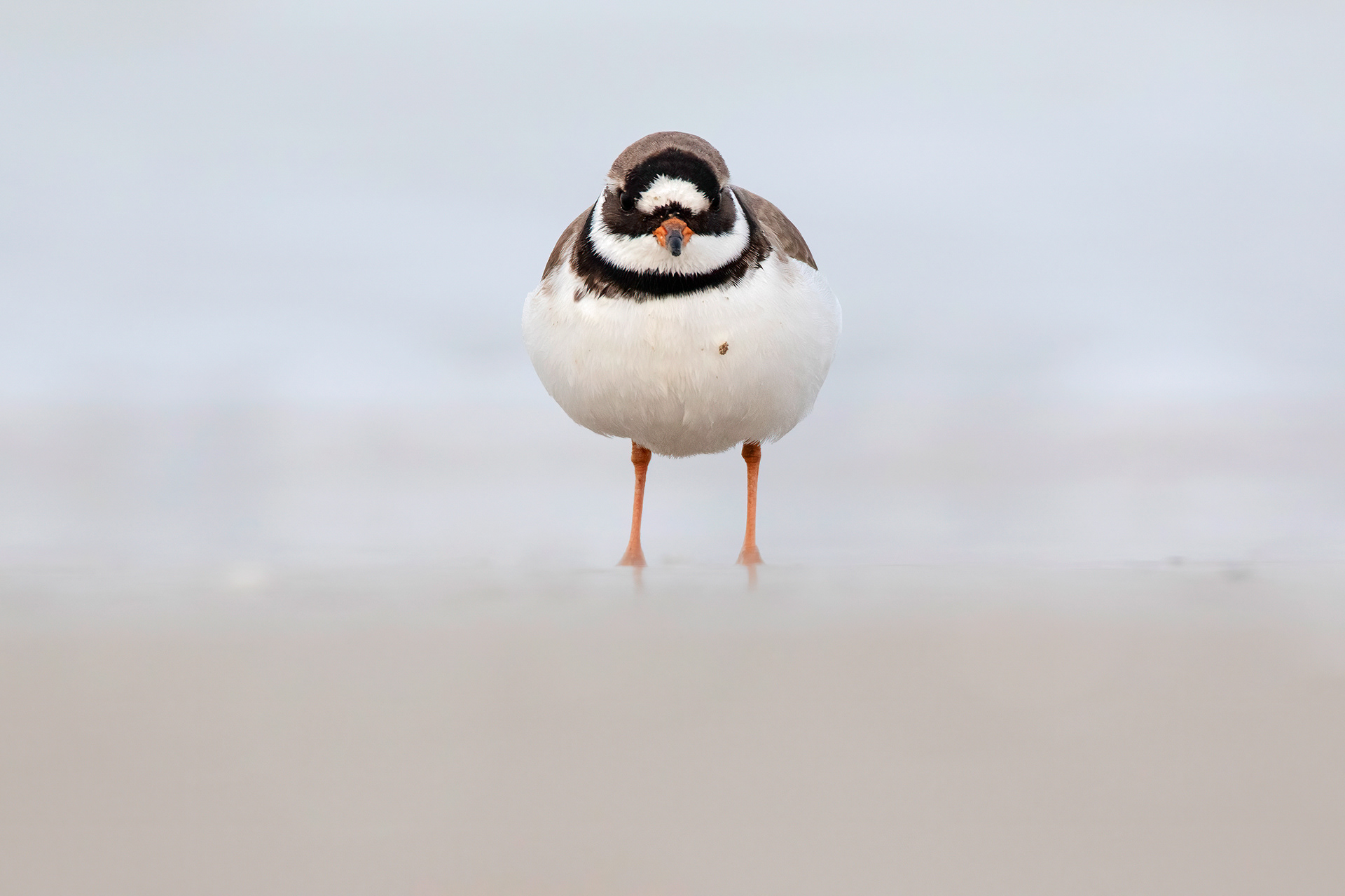 CORRIERE GROSSO - Ringed Plover (Charadrius hiaticula) - Giulianova