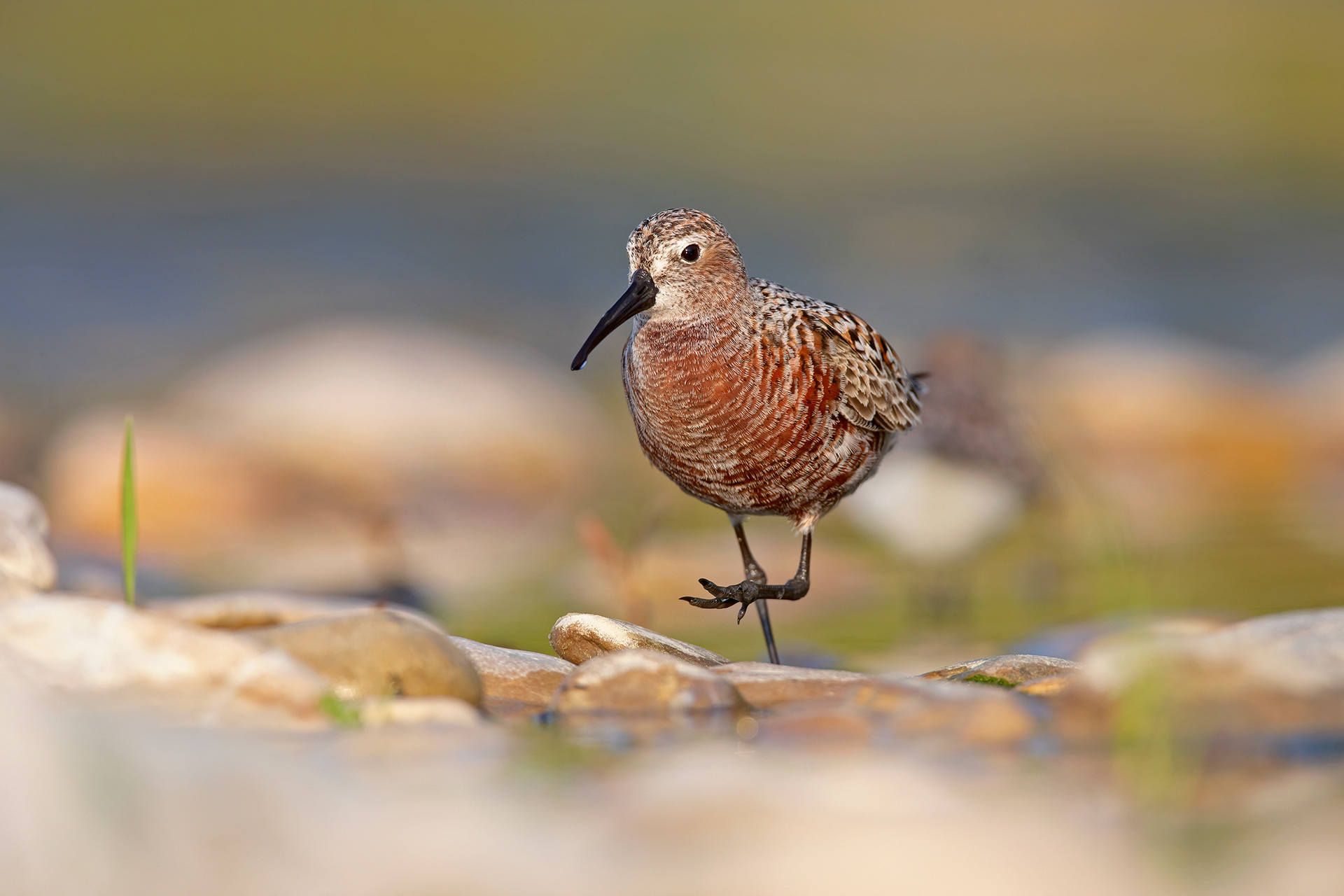 PIOVANELLO COMUNE - Curlew Sandpiper (Calidris ferruginea) - Abruzzo