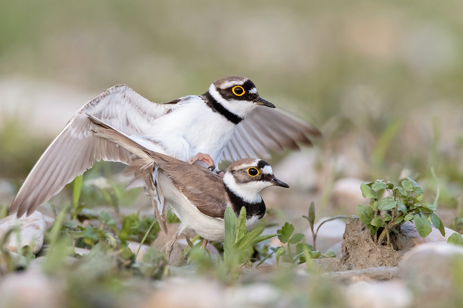 CORRIERE PICCOLO - Little Ringed Plover (Charadrius dubius) - Giulianova