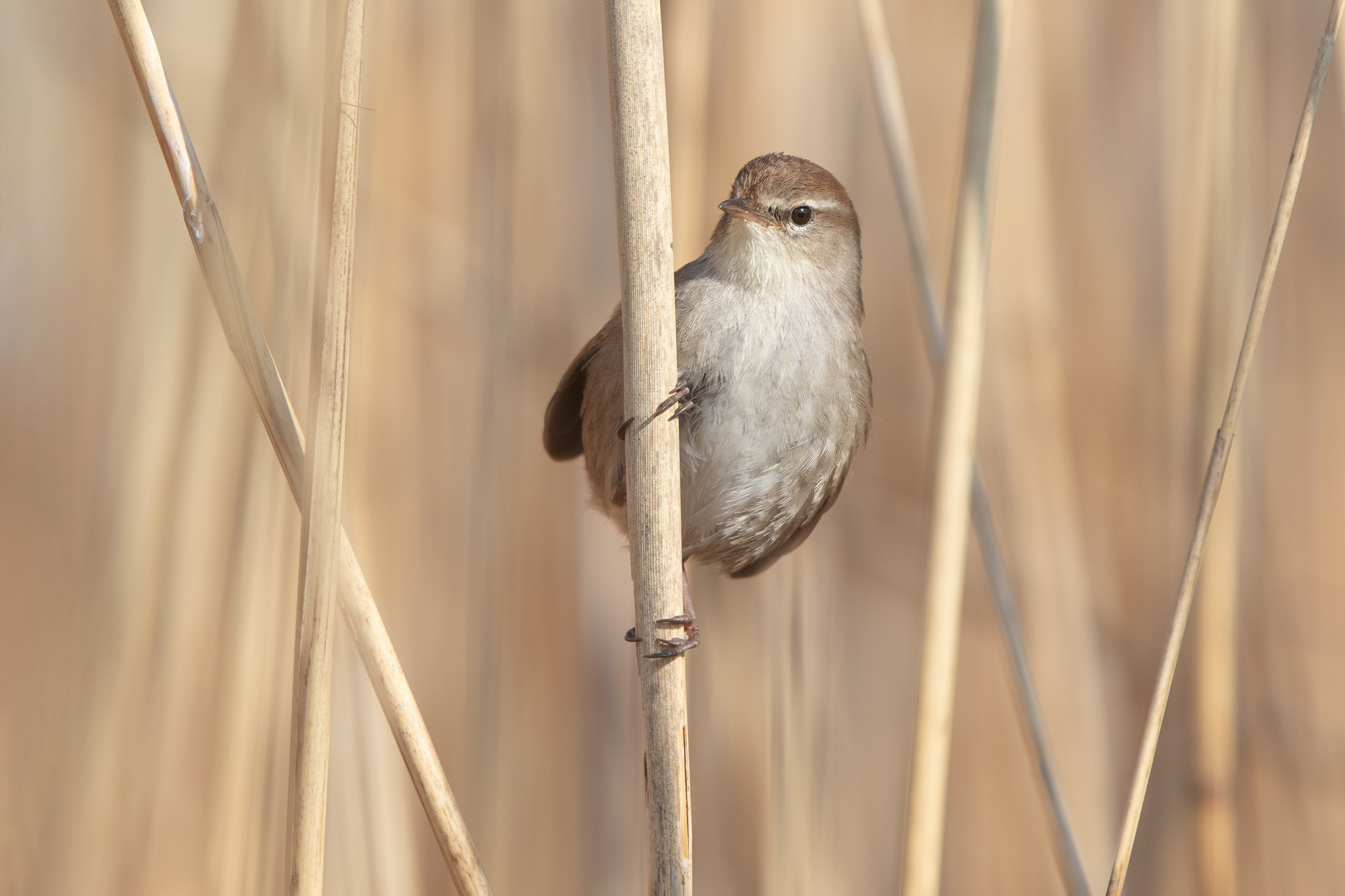 USIGNOLO DI FIUME - Cetti's Warbler (Cettia cetti) - Abruzzo