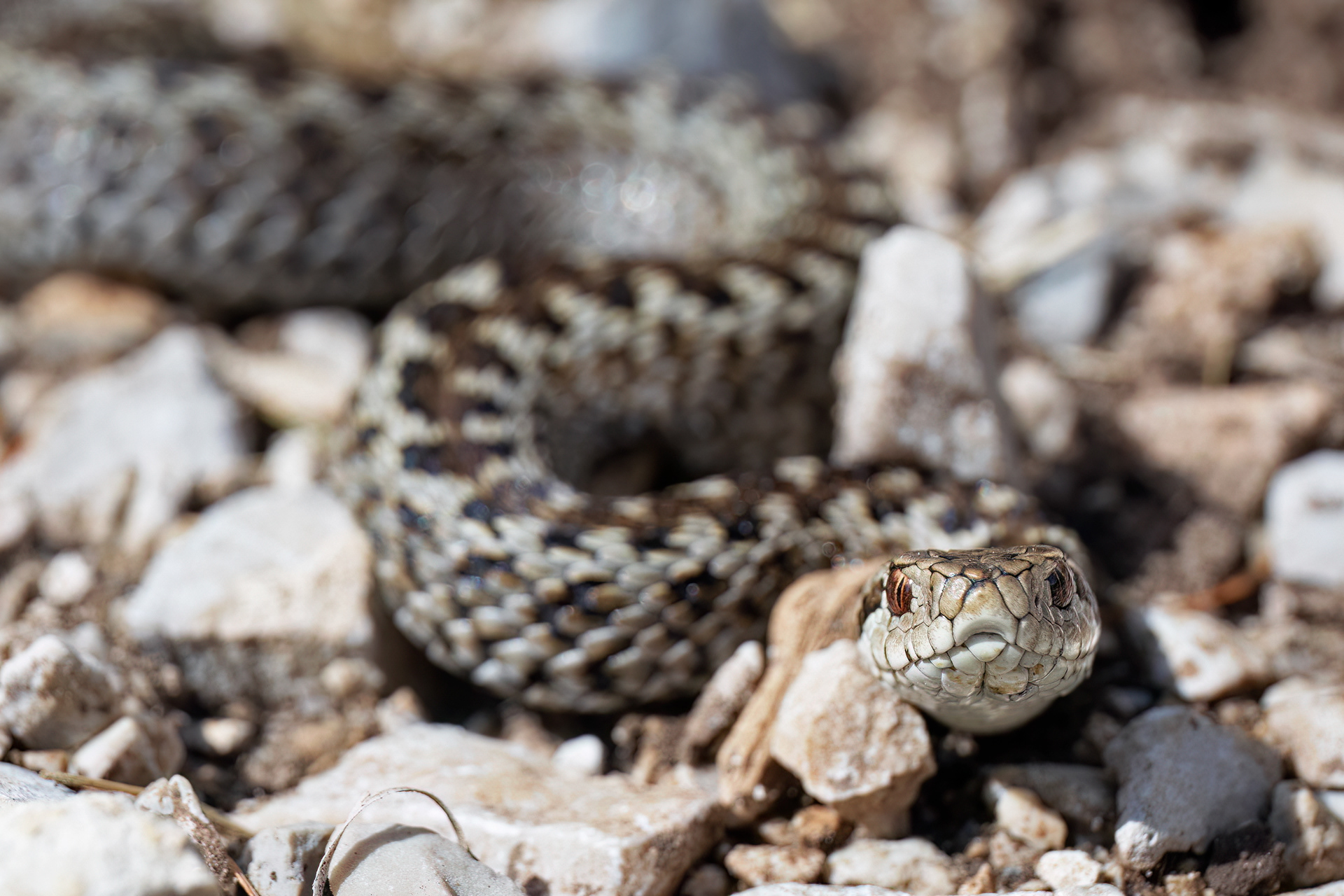 Vipera di Orsini (Vipera Ursinii)