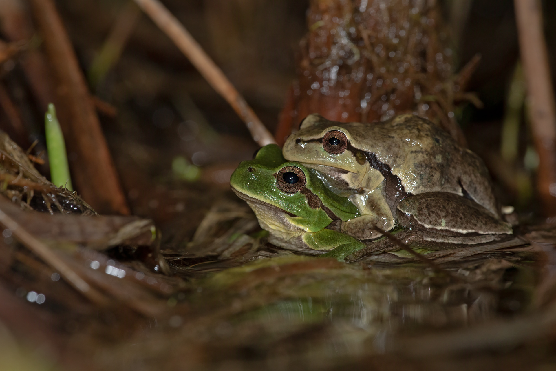 raganella italiana (Hyla intermedia