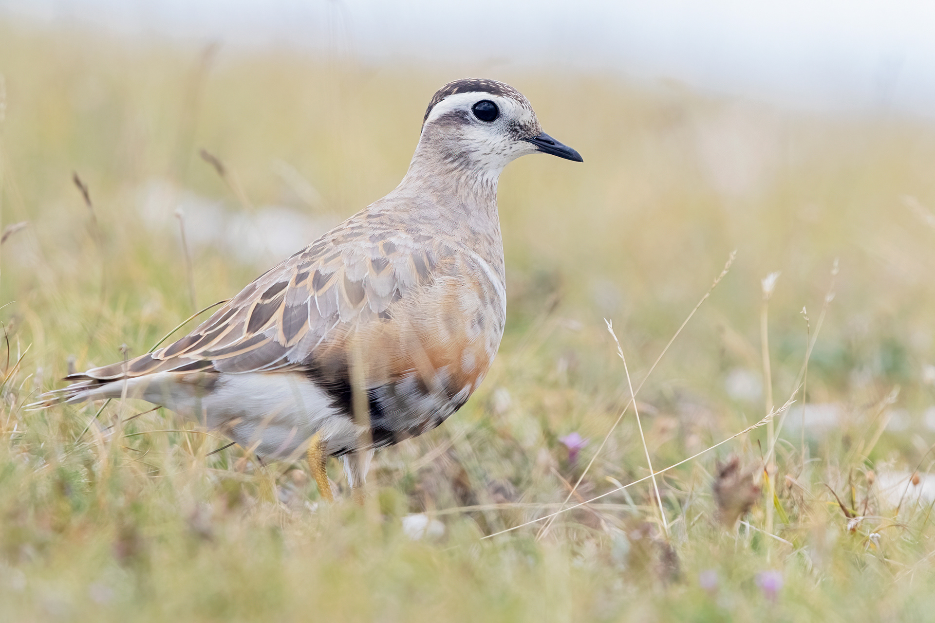 PIVIERE TORTOLINO - Dotterel (Charadrius morinellus) - Abruzzo