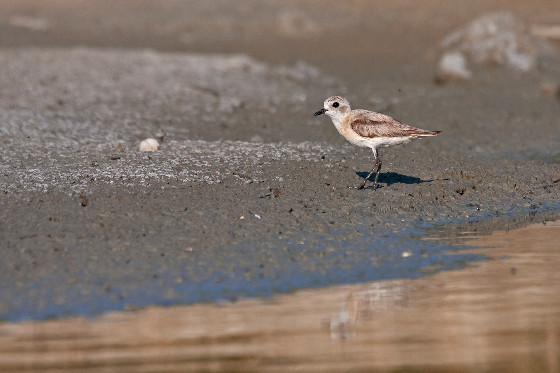 CORRIERE MONGOLO - Lesser Sand-Plover (Charadrius mongolus) - Abruzzo