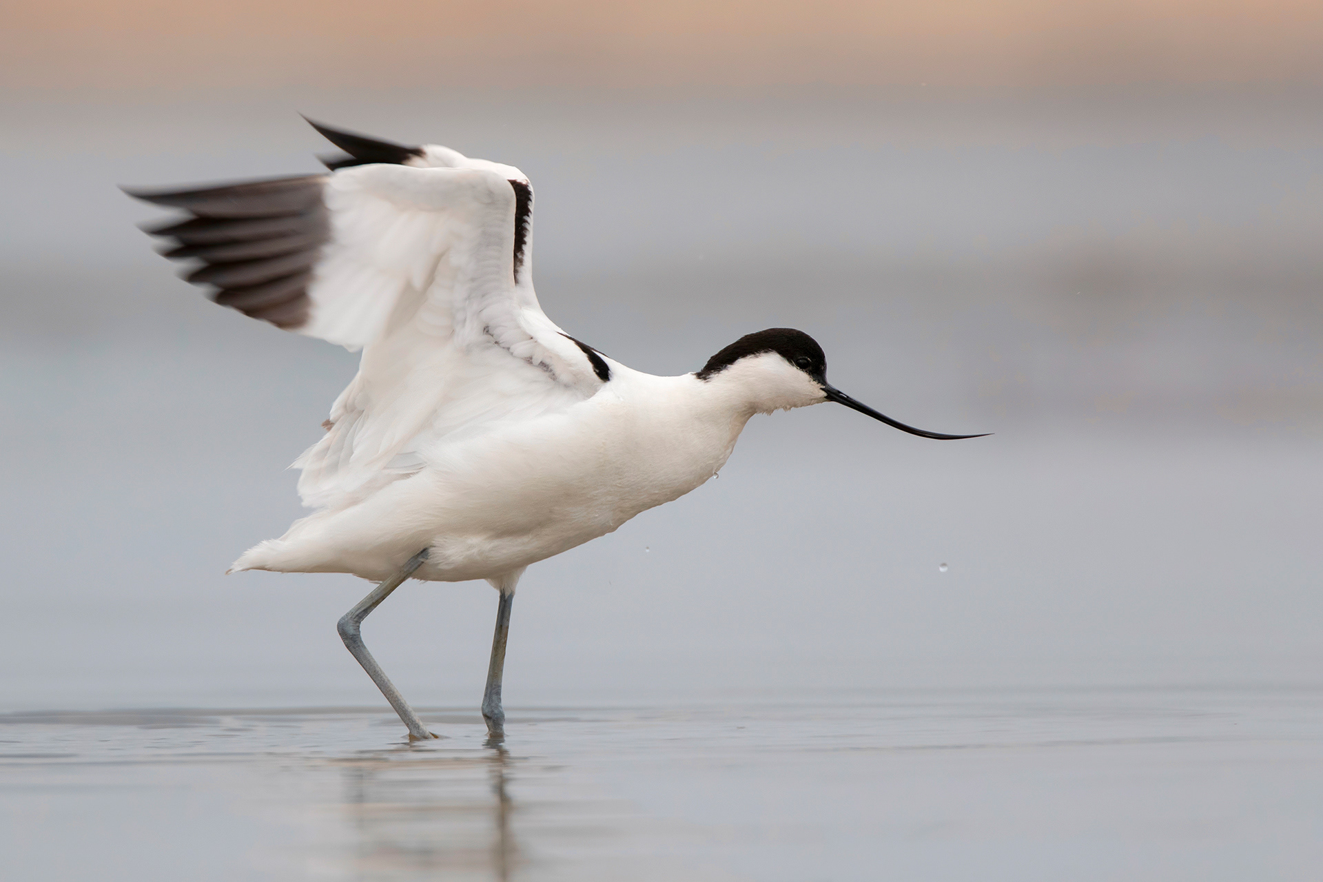 AVOCETTA - Pied Avocet (Recurvirostra avosetta) - Abruzzo
