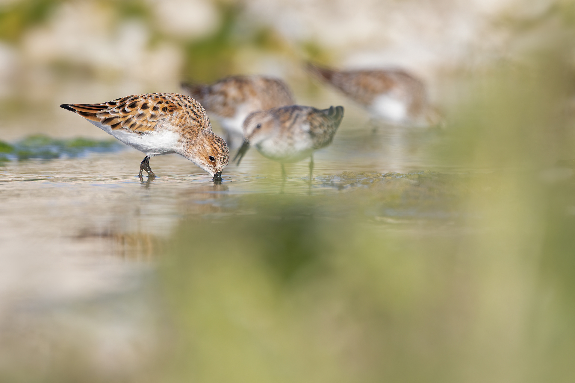 GAMBECCHIO COMUNE - Little Stint (Calidris minuta) - Abruzzo