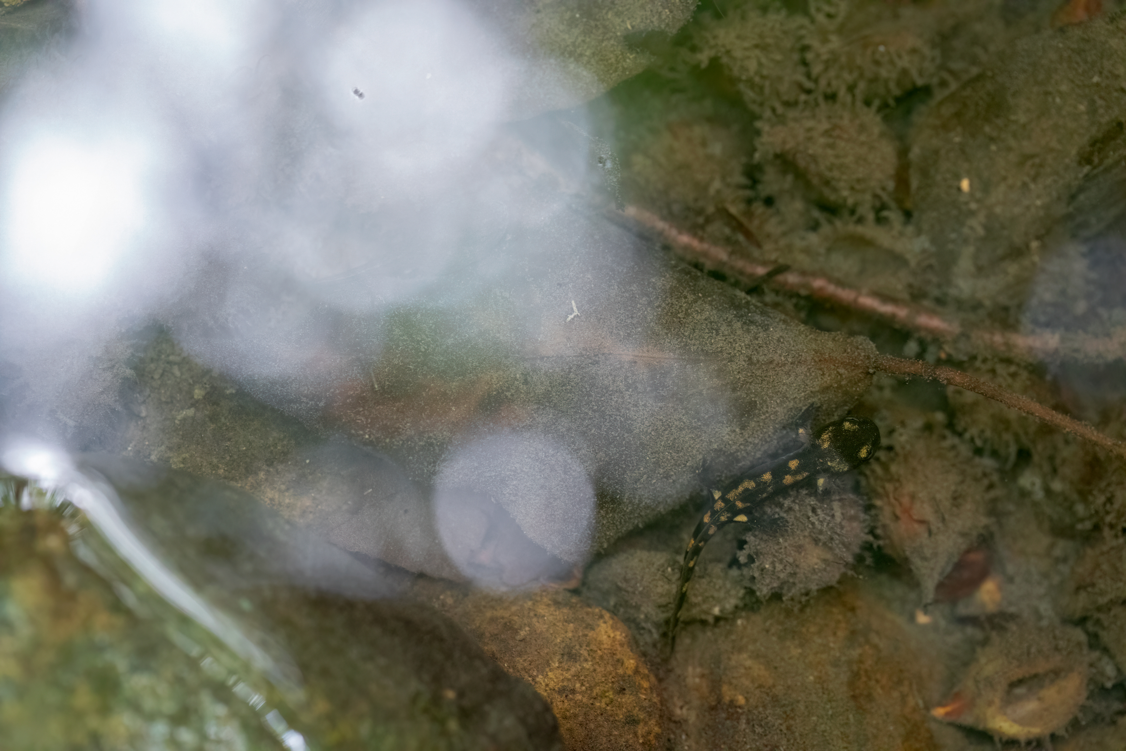 Salamandra appenninica (Salamandra salamandra gigliolii)