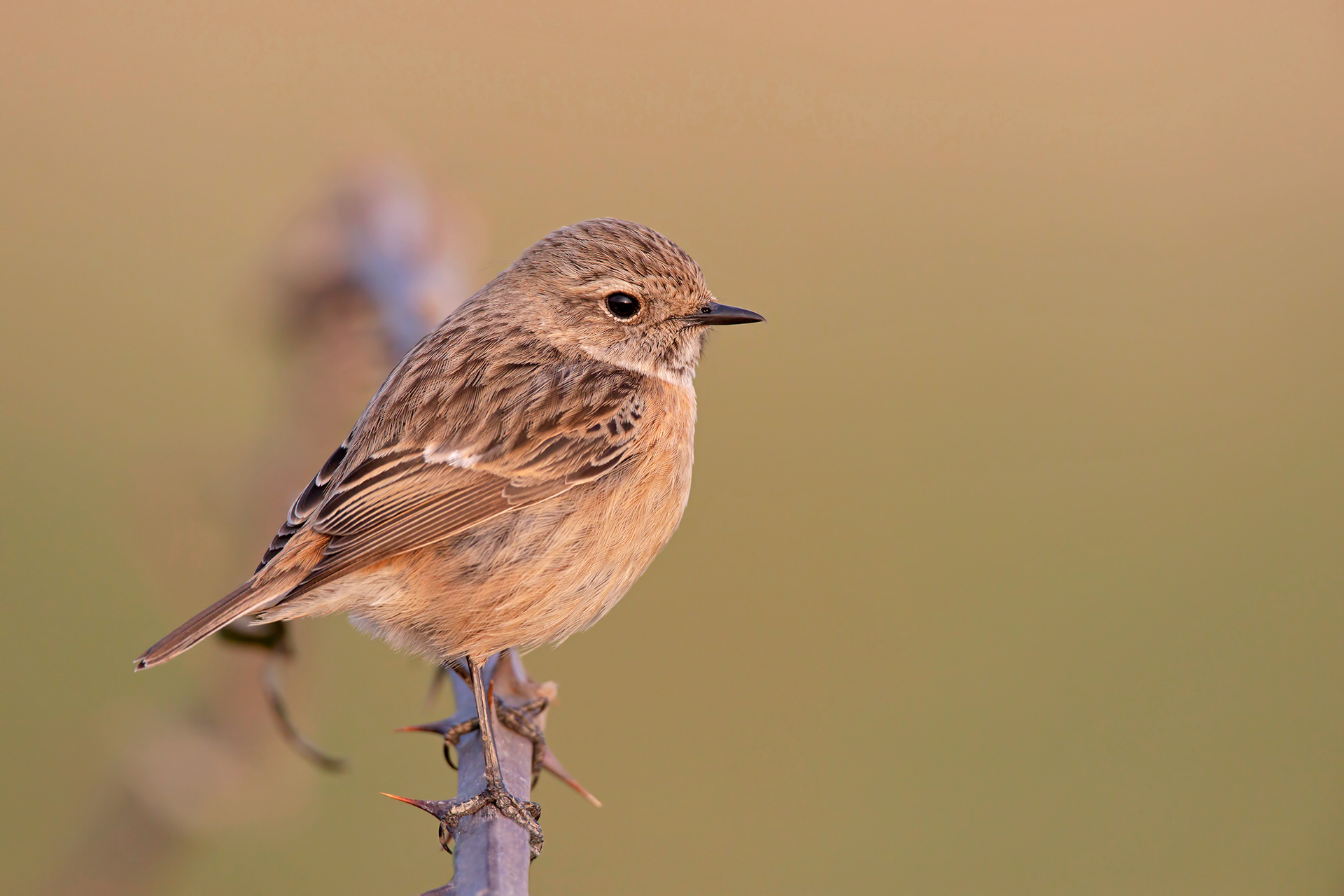 SALTIMPALO - Stonechat (Saxicola torquata)