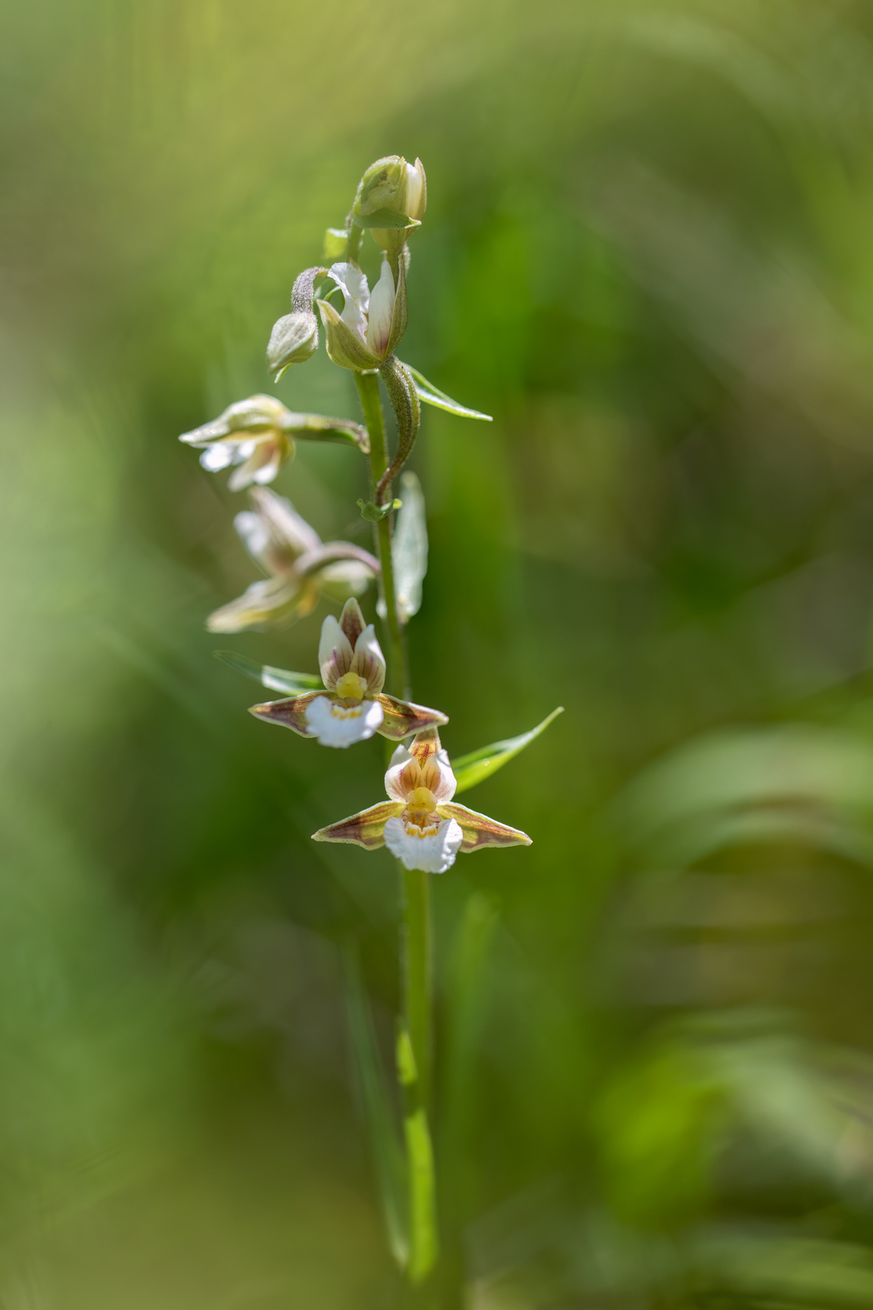 EPIPACTIS PALUSTRIS