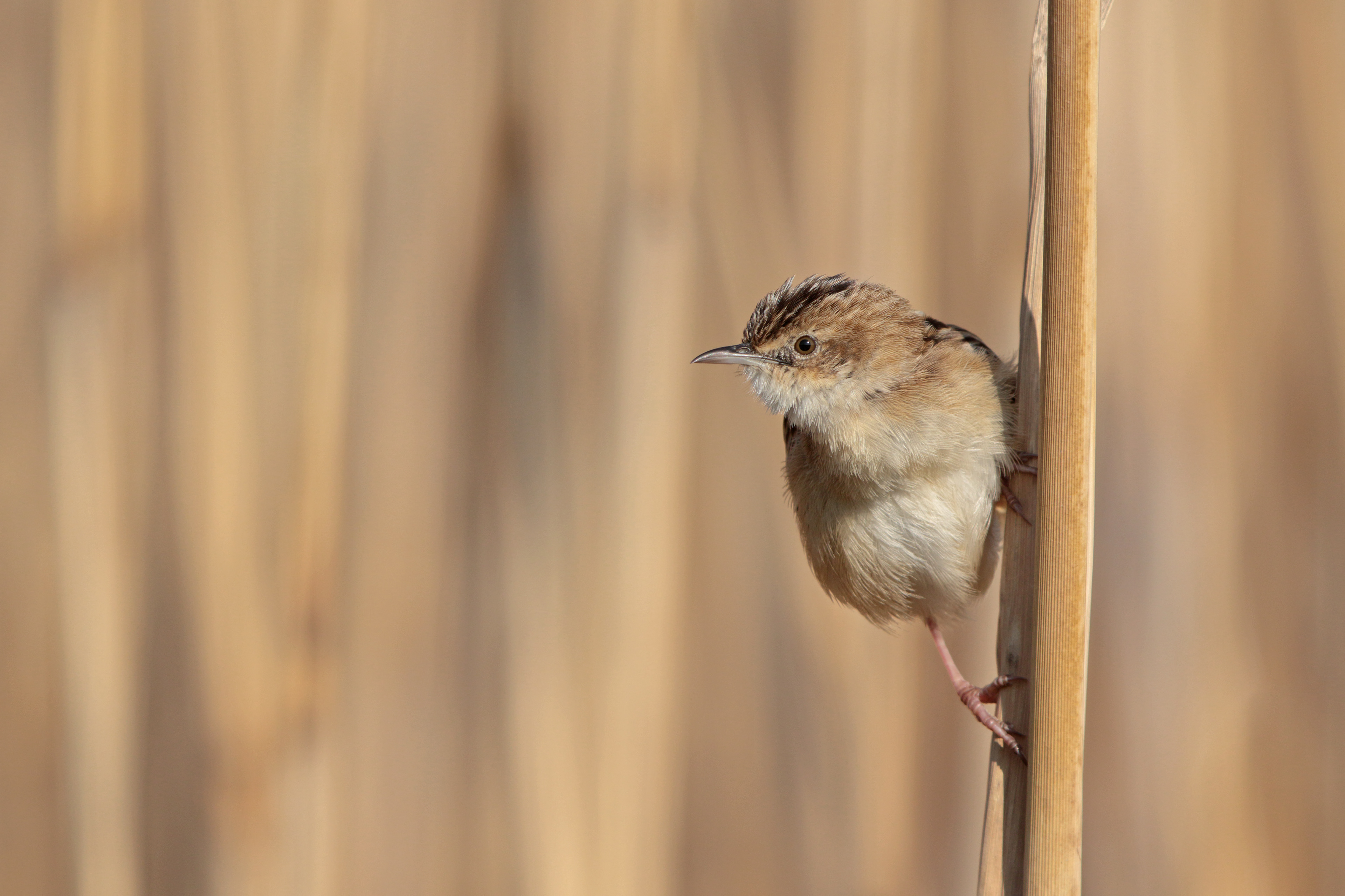 BECCAMOSCHINO - Zitting Cisticola (Cisticola juncidis) - Abruzzo