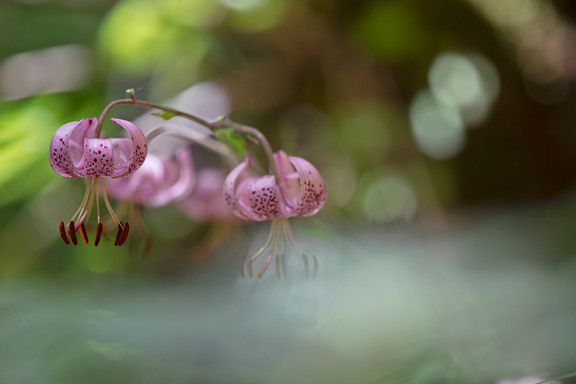 LILIUM MARTAGON - Giglio martagone 