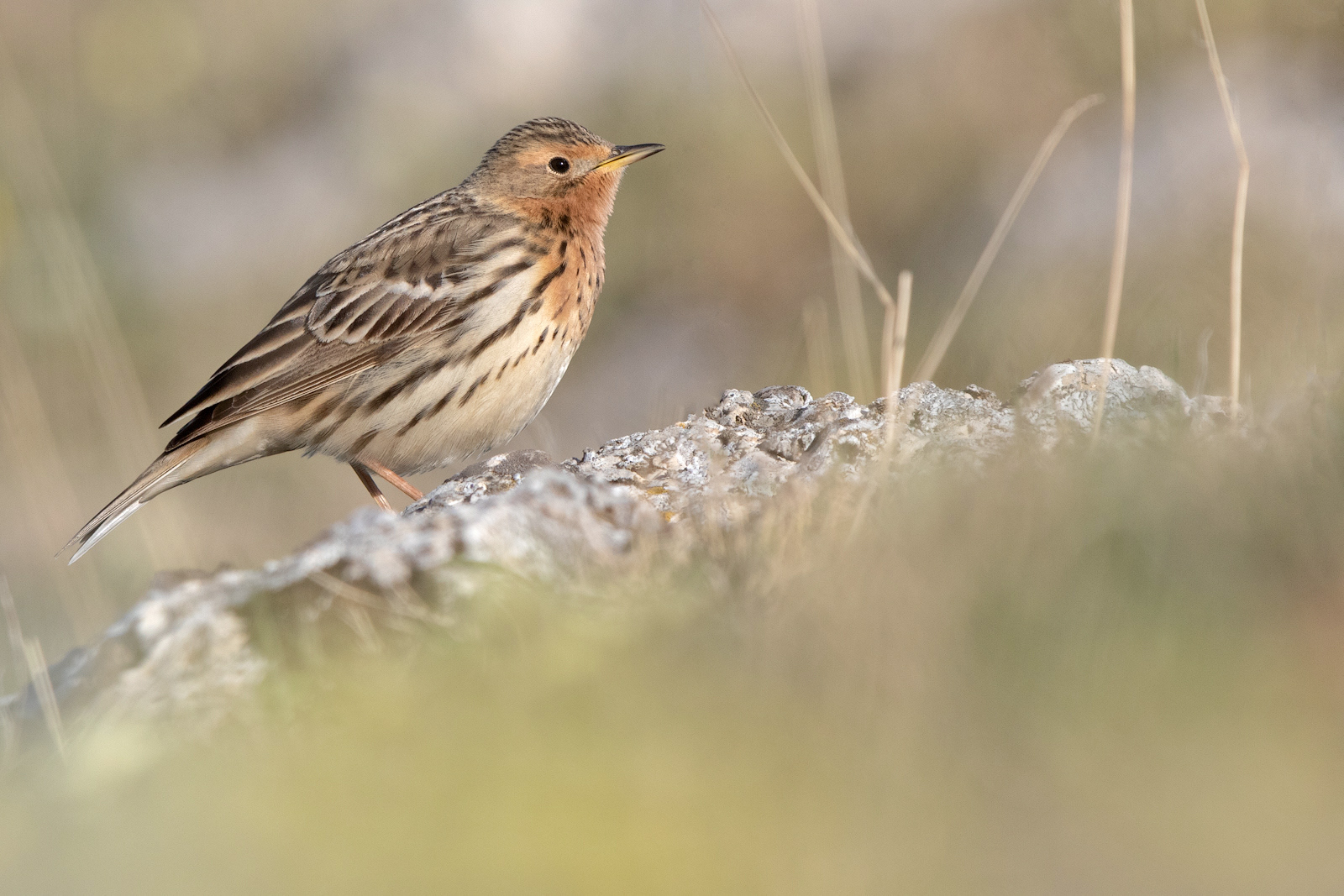 PISPOLA GOLAROSSA - Red-throated Pipit (Anthus cervinus) - Parco Gran Sasso