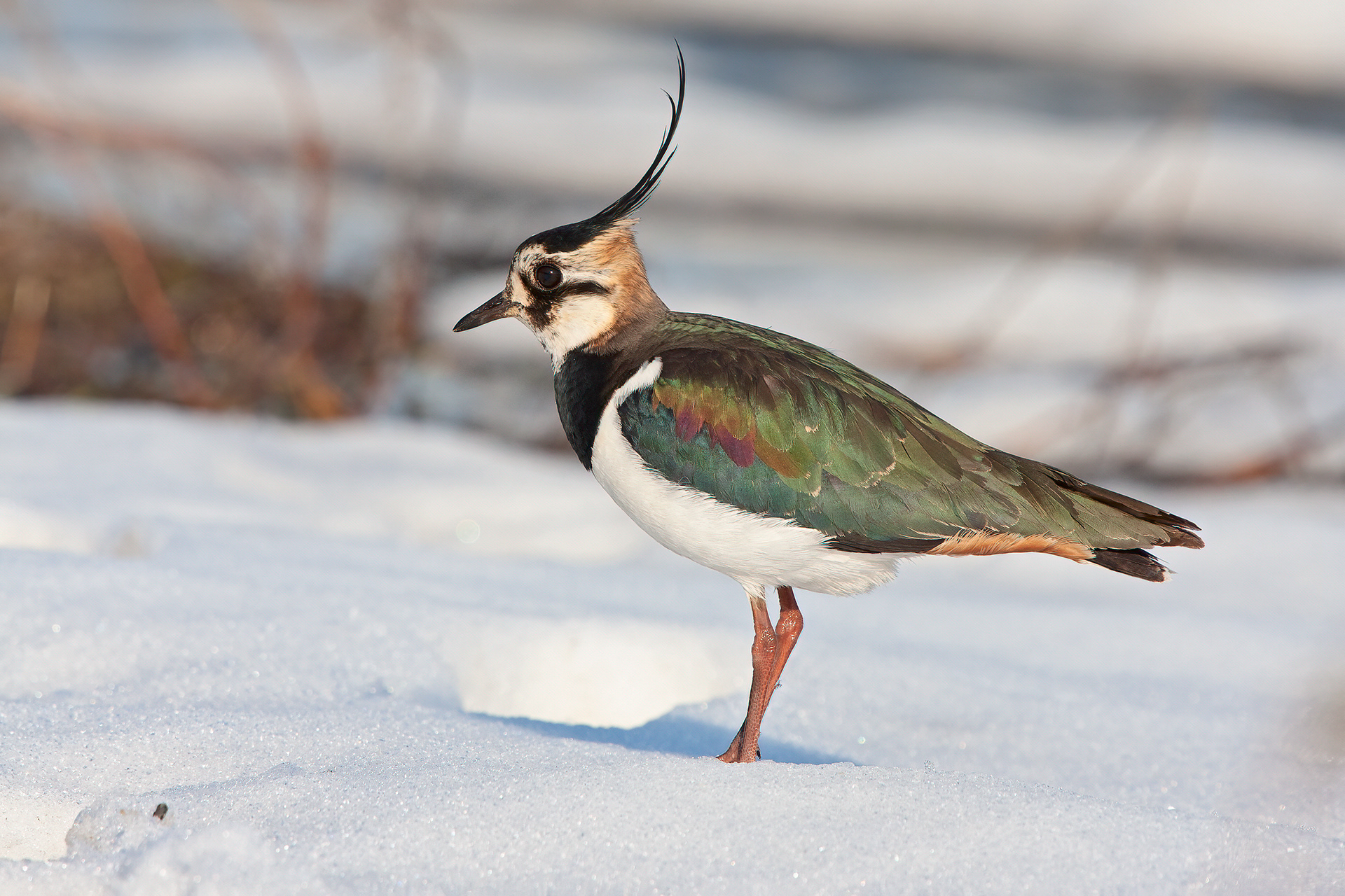 PAVONCELLA - Lapwing (Vanellus vanellus) - Abruzzo