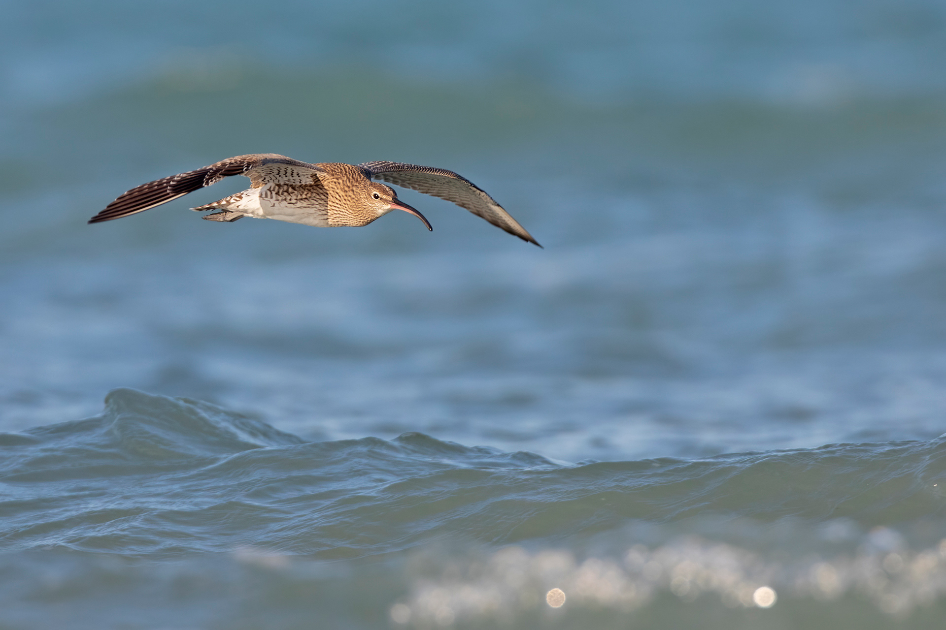 CHIURLO PICCOLO - Whimbrel (Numenius phaeopus) - Abruzzo