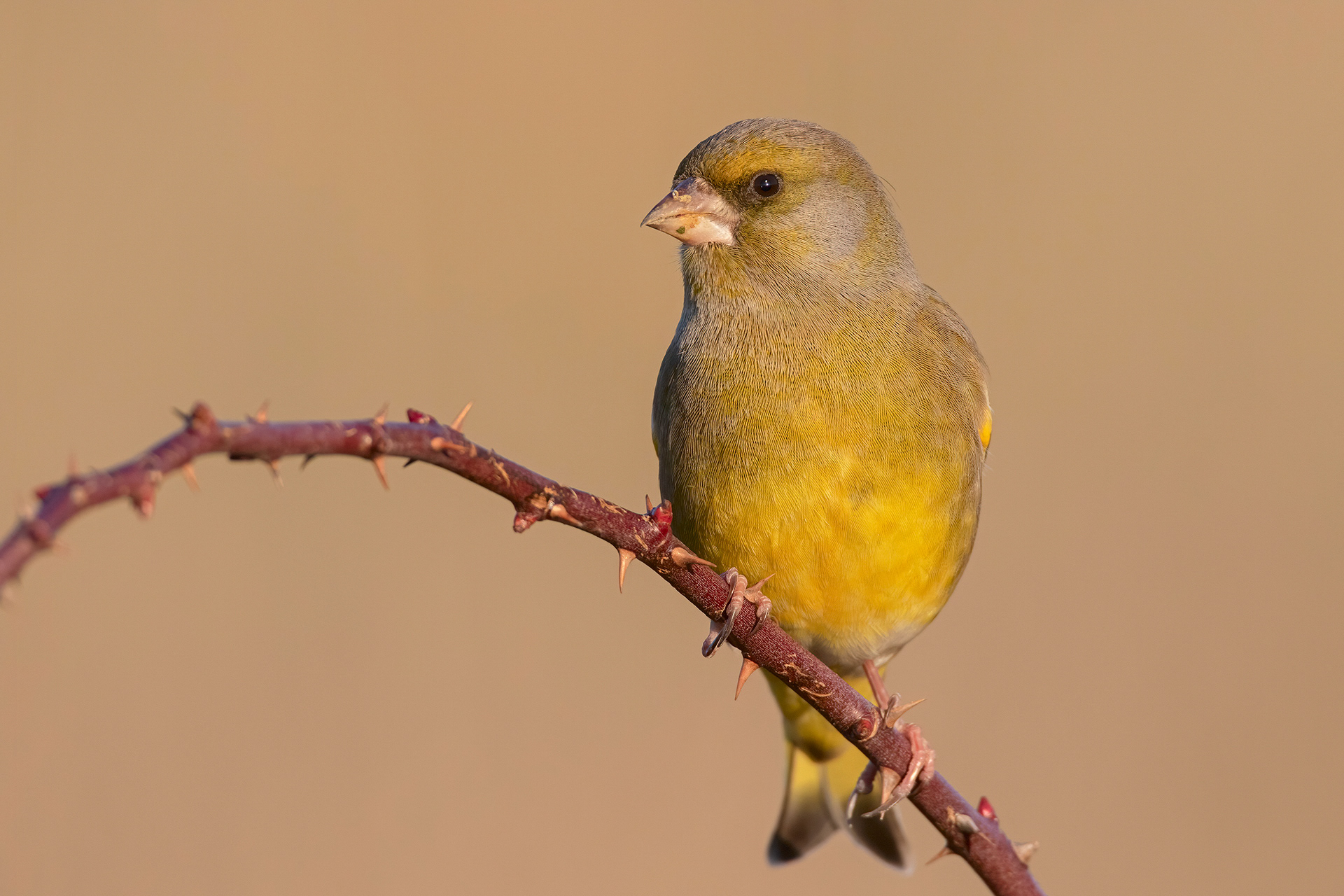 VERDONE - Greenfinch (Chloris chloris)