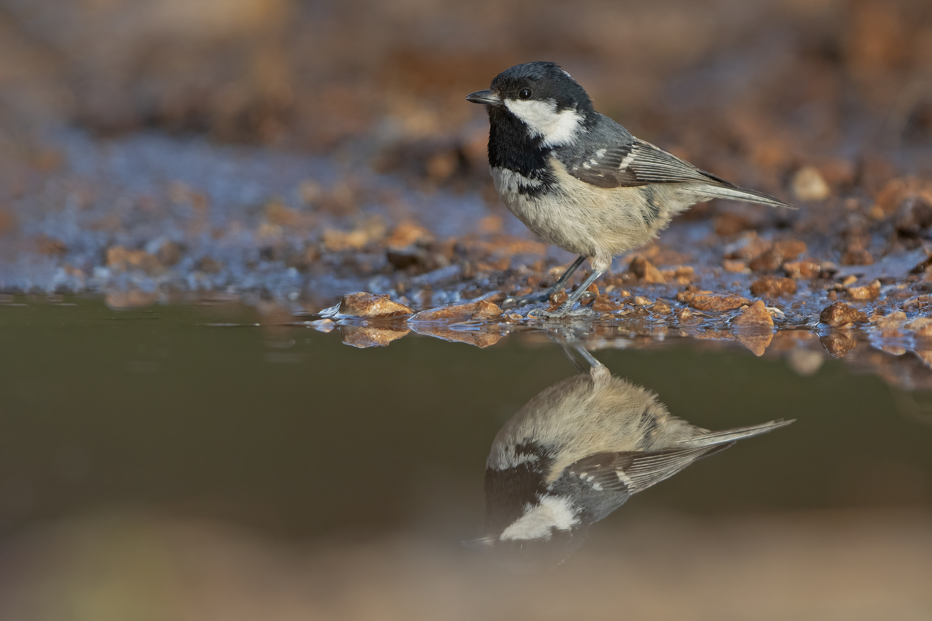 CINCIA MORA - Coal Tit (Periparus ater)