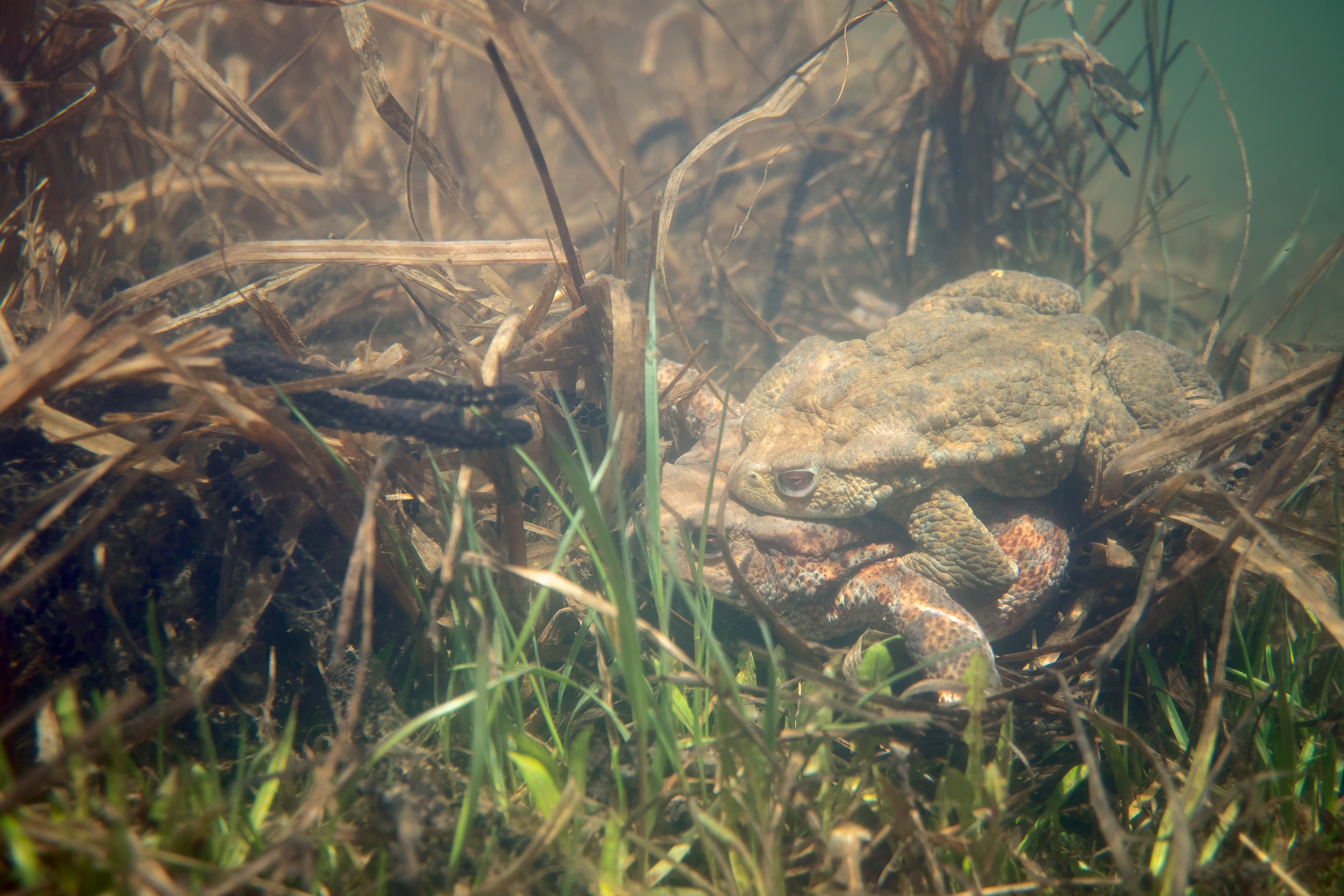 Rospo comune (Bufo bufo)