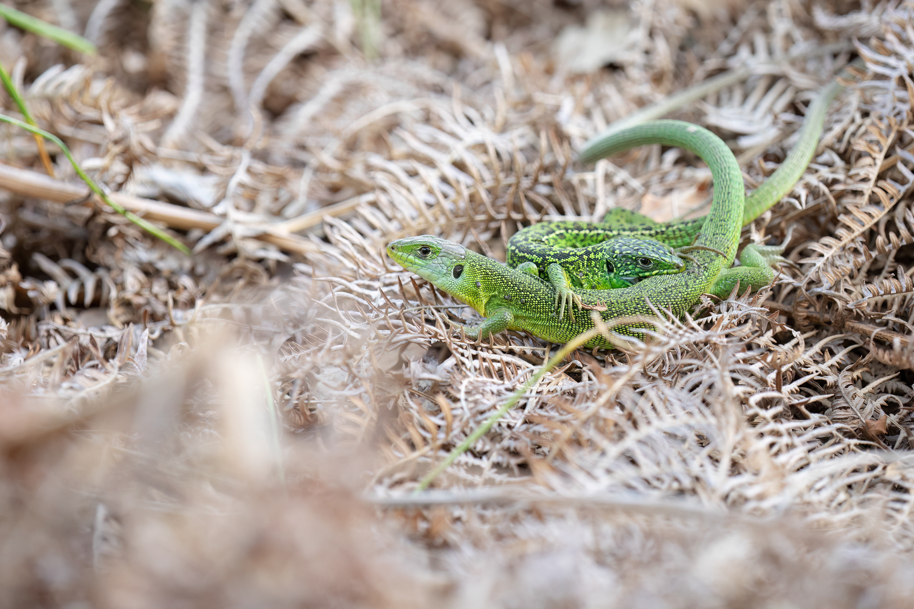 Ramarro occidentale (Lacerta bilineata)