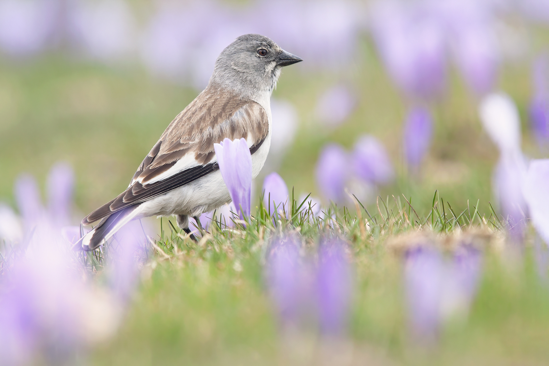 FRINGUELLO ALPINO - Snowfinch (Montifringilla nivalis) - Parco Gran Sasso