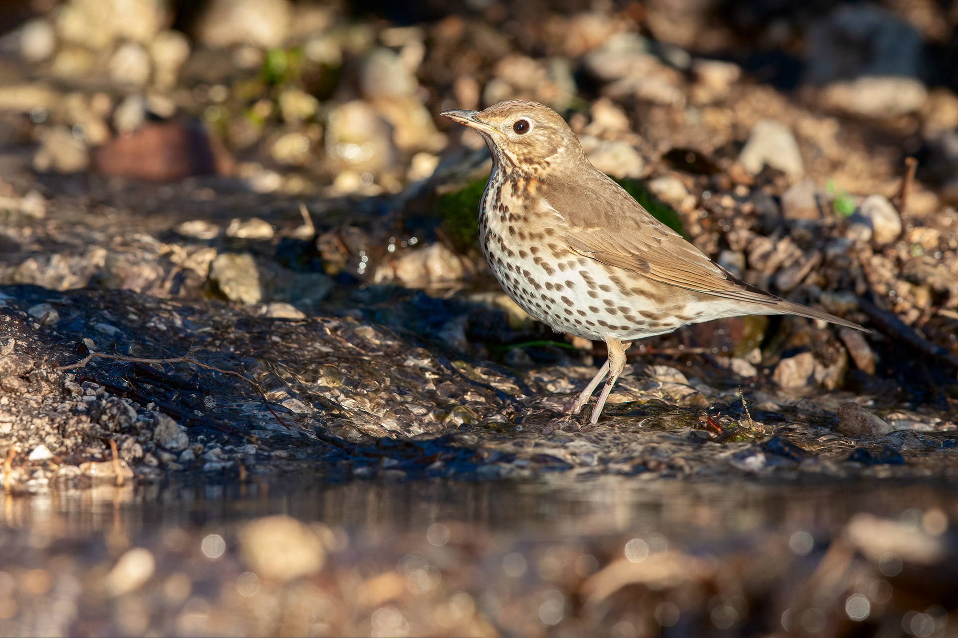 TORDO BOTTACCIO - Song Thrush (Turdus philomelos) - Parco Gran Sasso