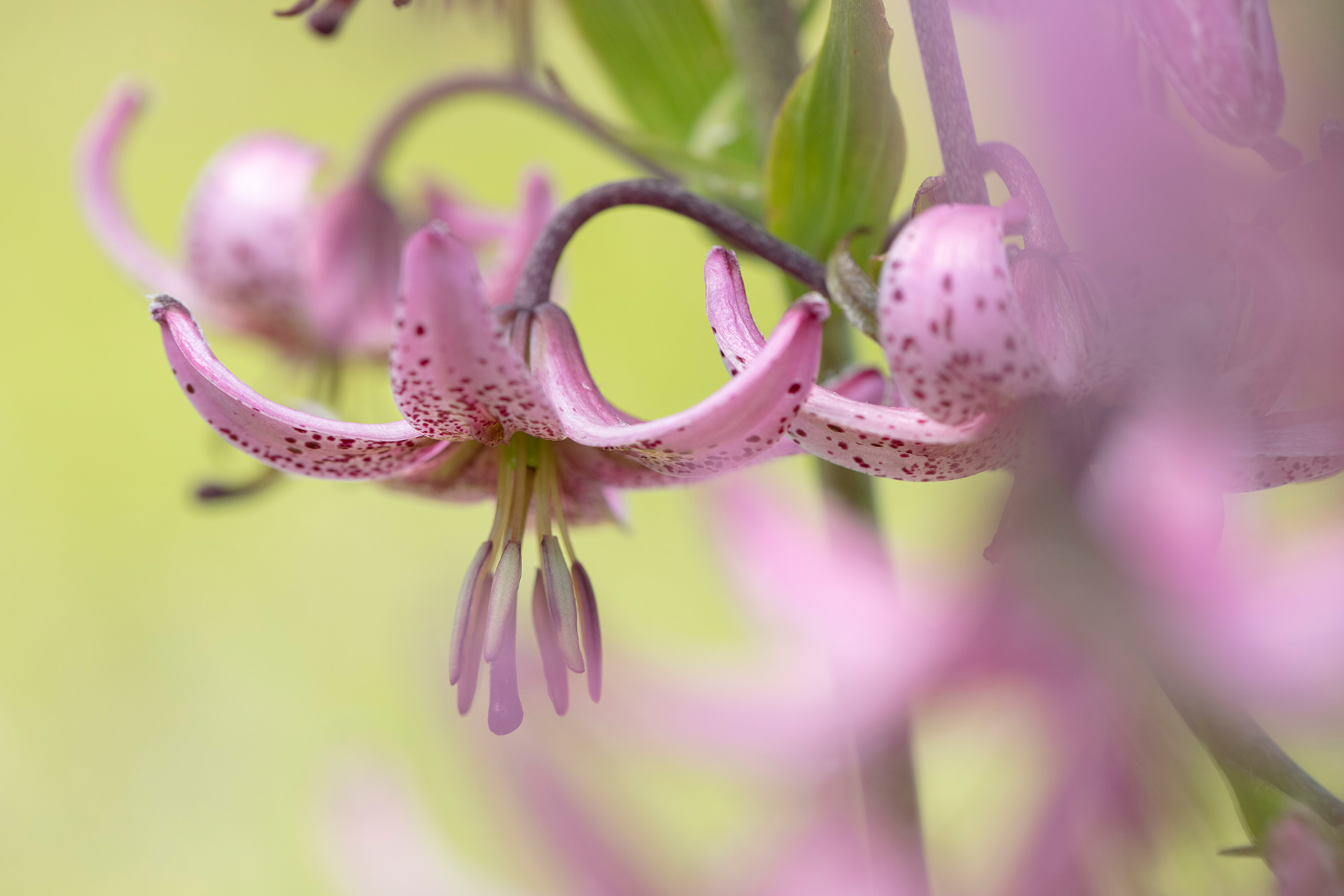 LILIUM MARTAGON - Giglio martagone 