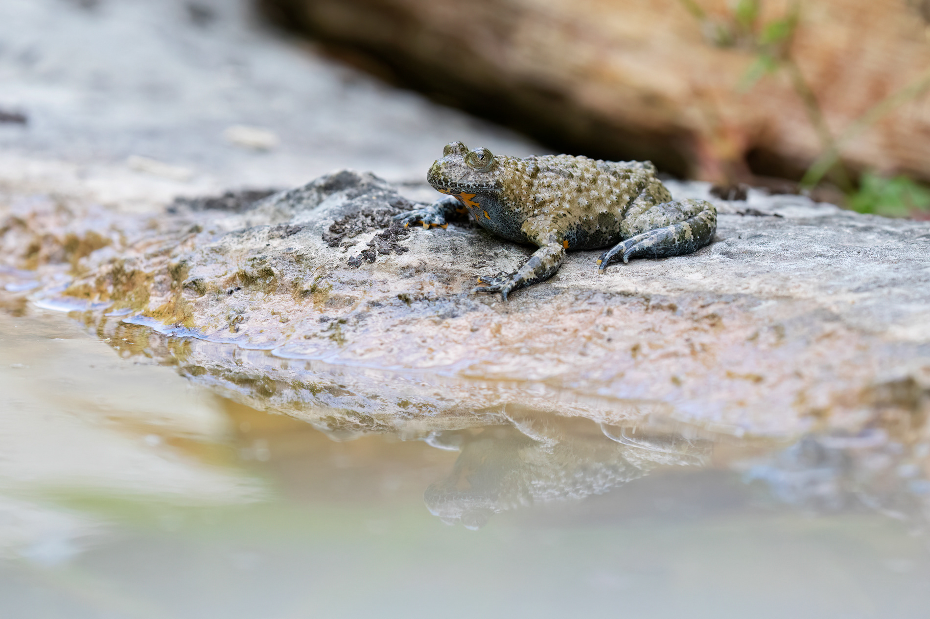 ULULONE APPENNINICO - Apennine Yellow-bellied Toad (Bombina pachypus)