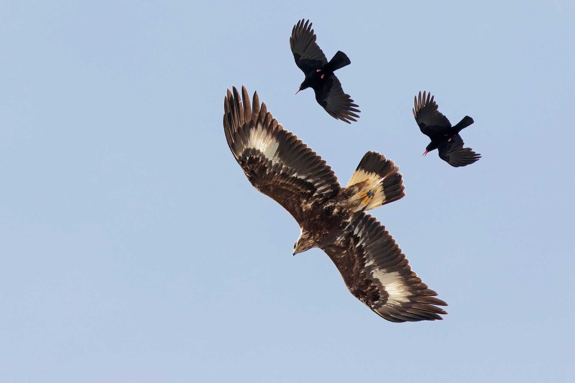 Aquila reale - Golden eagle (Aquila chrysaetos) 