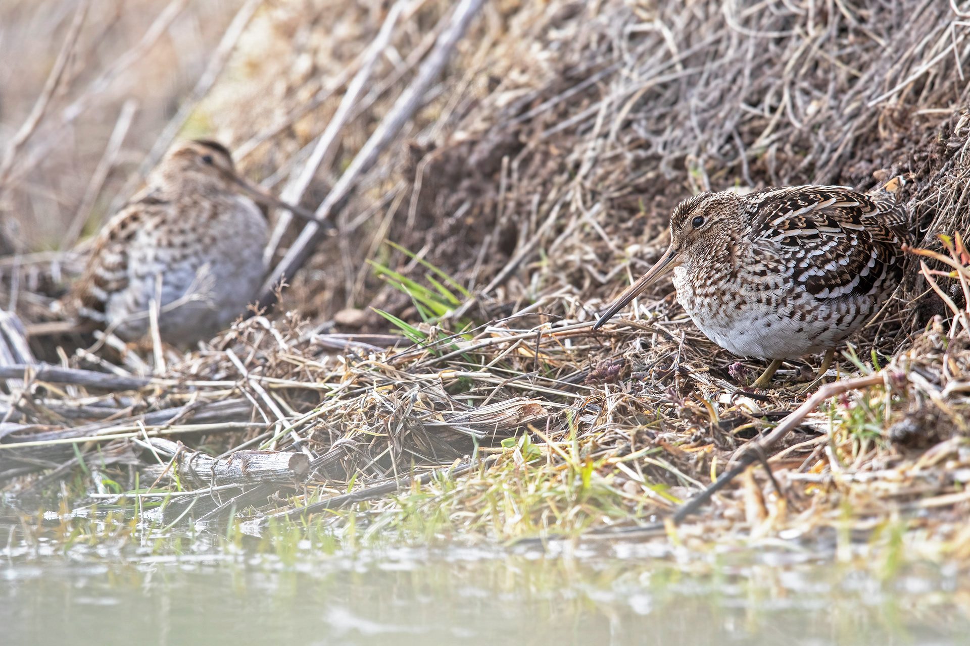 CROCCOLONE - Great Snipe (Gallinago media) - Abruzzo
