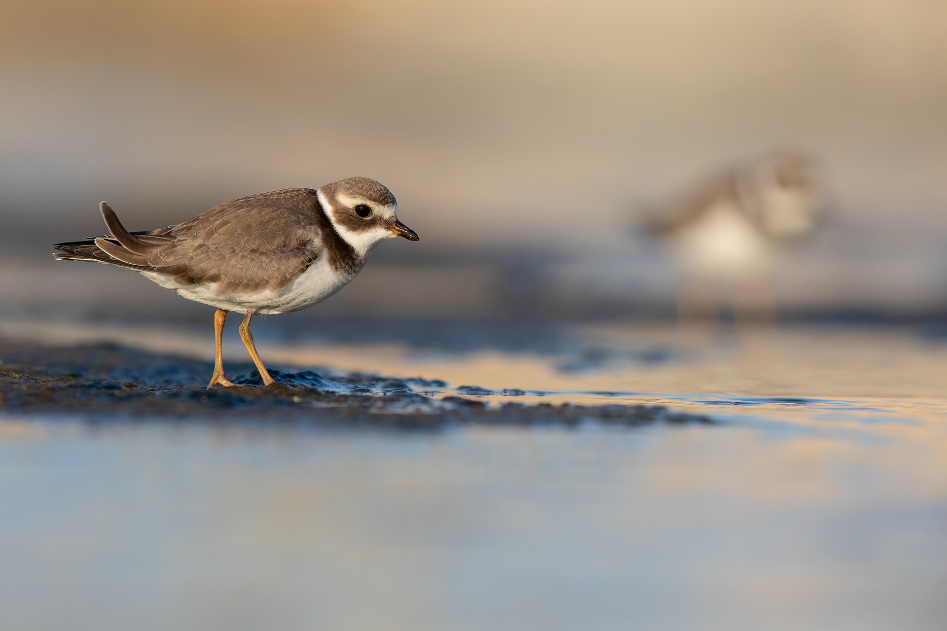 CORRIERE GROSSO - Ringed Plover (Charadrius hiaticula) - Giulianova