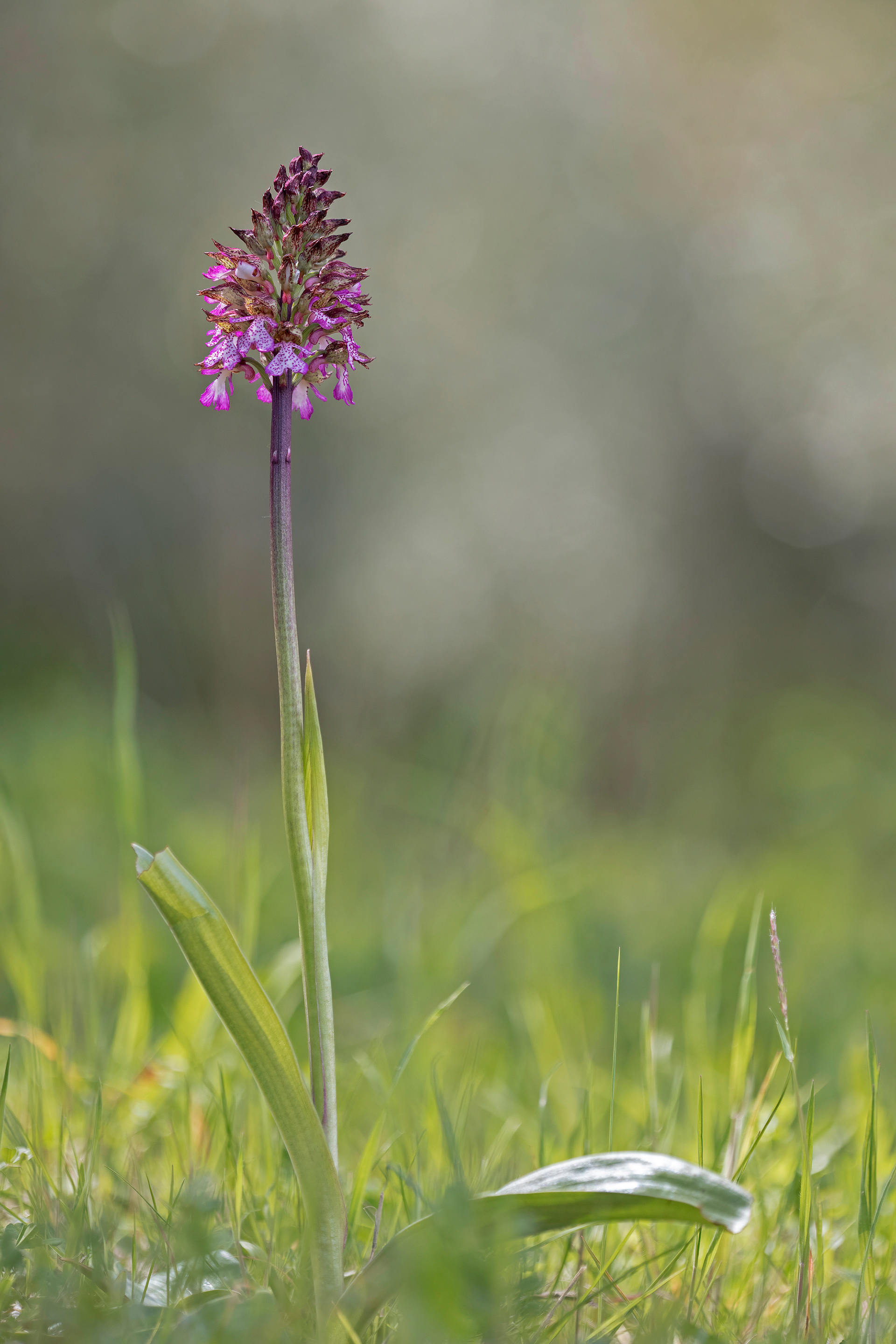 ORCHIS PURPUREA