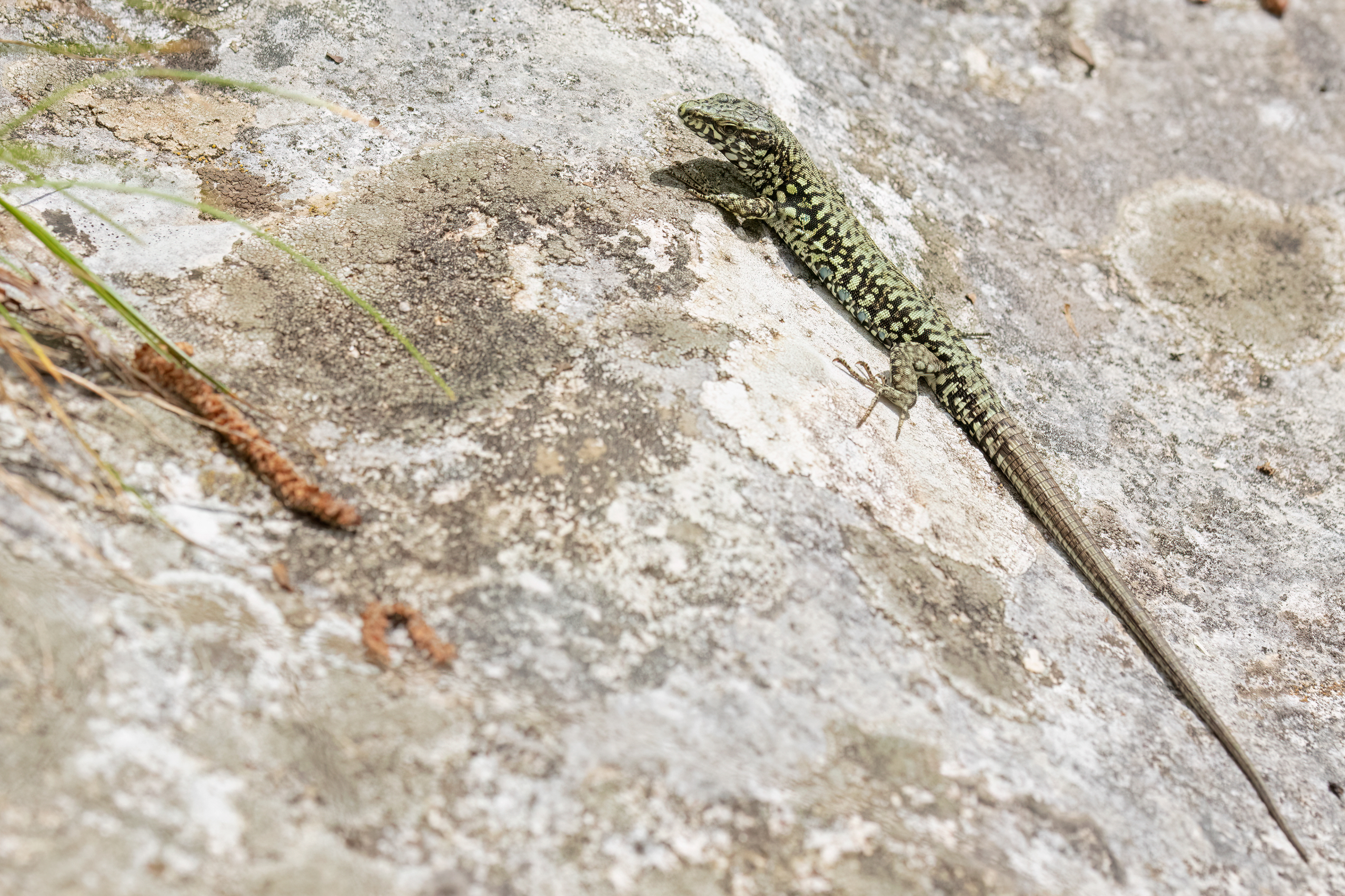 Lucertola muraiola (Podarcis muralis)