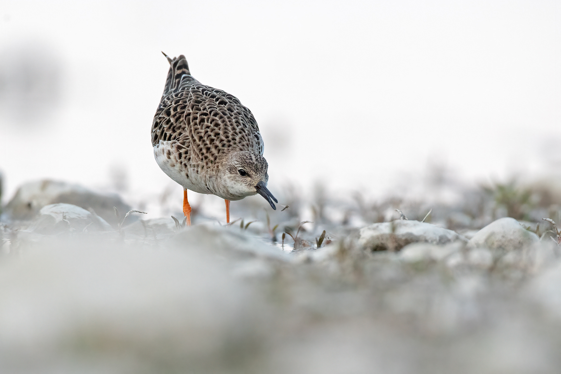 COMBATTENTE - Ruff (Philomacus pugnax) - Abruzzo