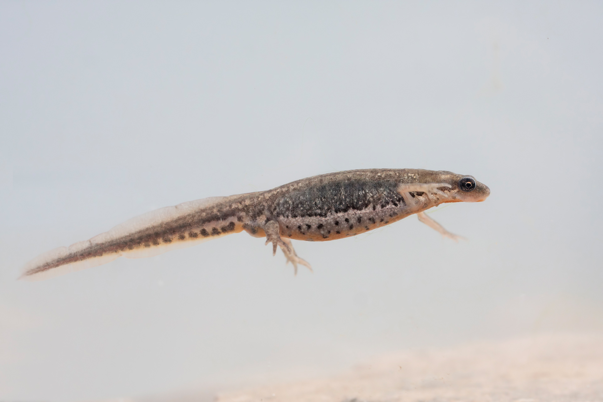 Tritone italiano (Lissotriton italicus)