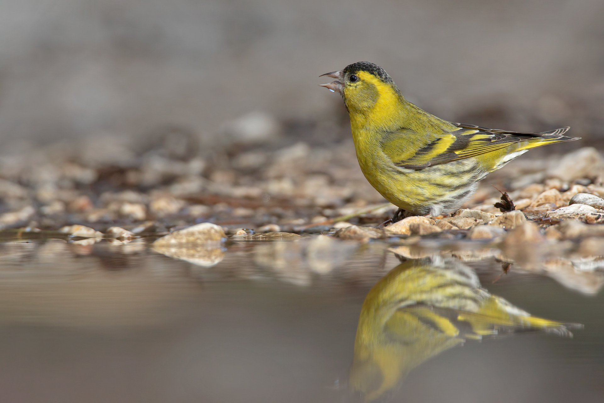 LUCHERINO - Siskin (Spinus spinus) - Parco Gran Sasso