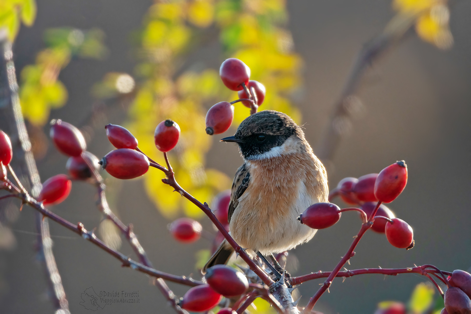 SALTIMPALO - Stonechat (Saxicola torquata)
