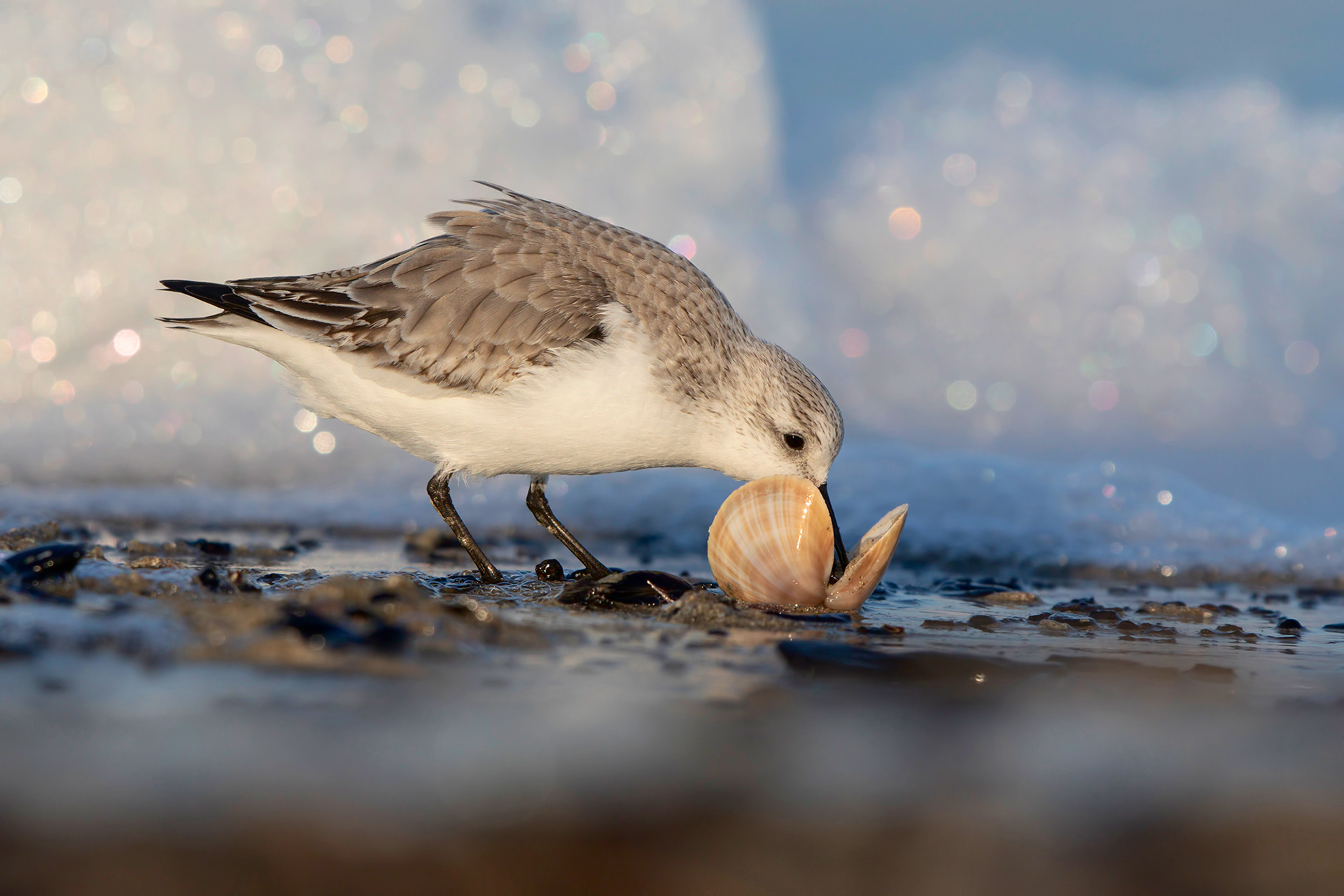 PIOVANELLO TRIDATTILO - Sanderling (Calidris alba) - Giulianova
