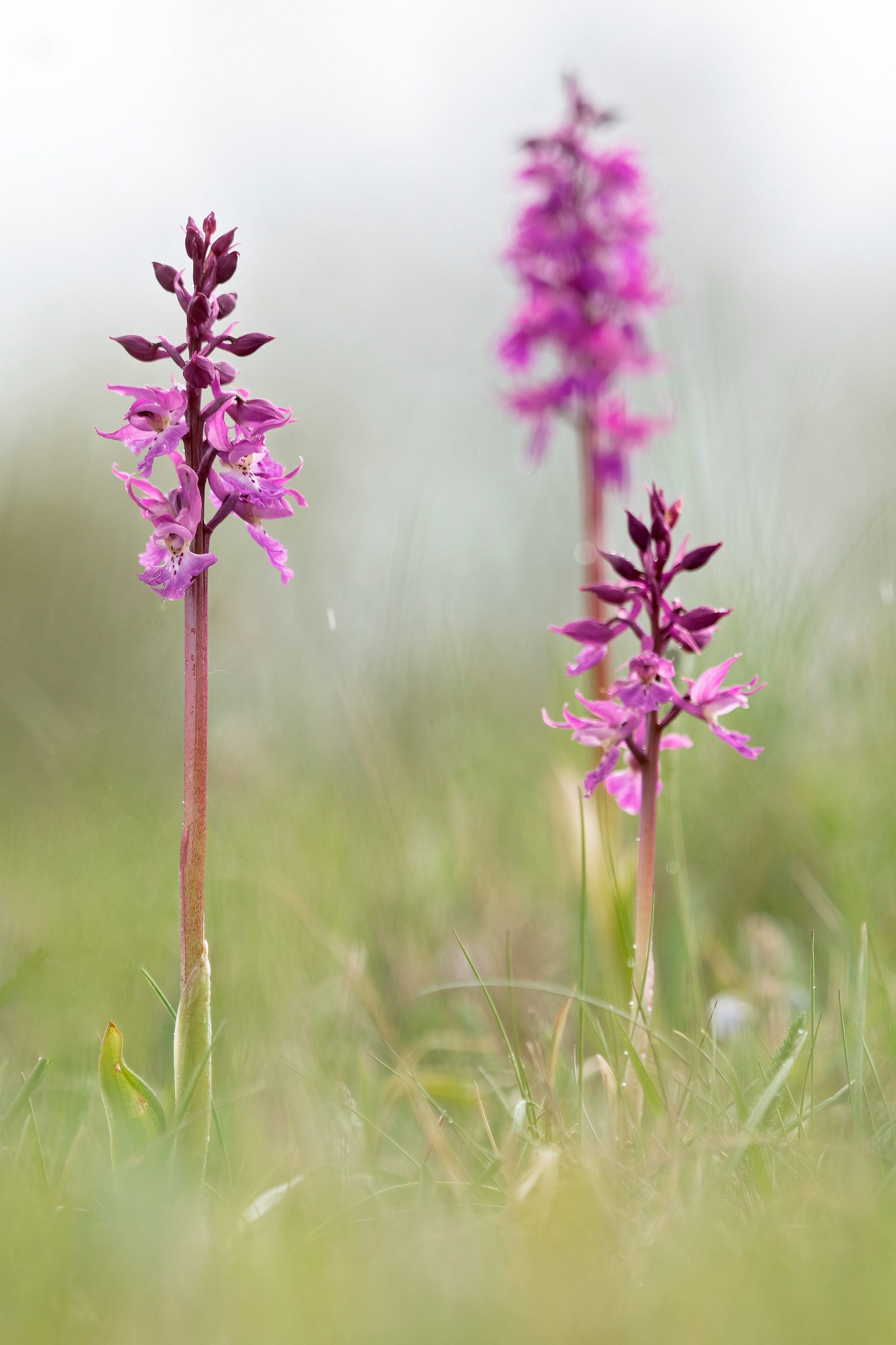 ORCHIS MASCULA subs. speciosa